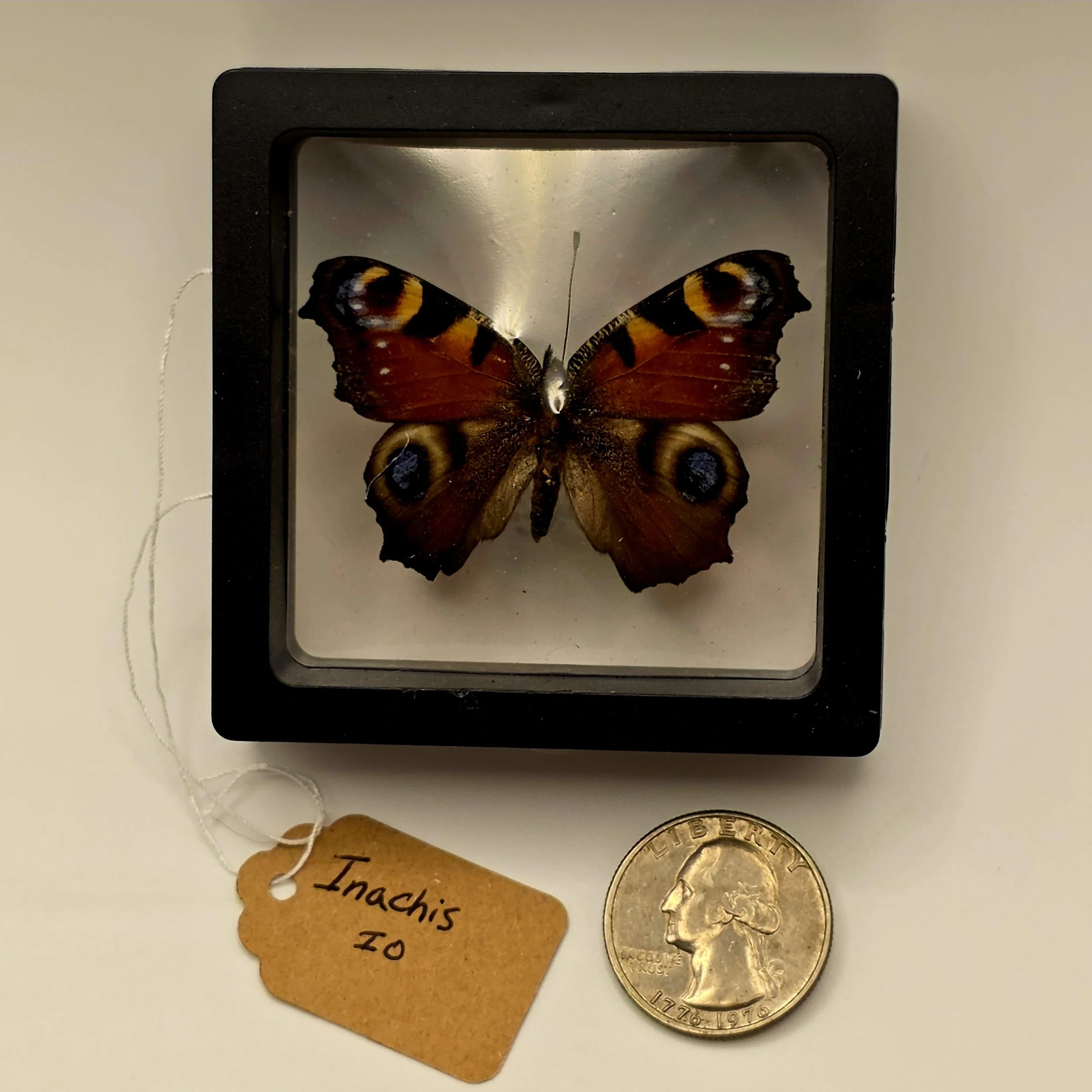 Inachis io butterfly specimen in frame