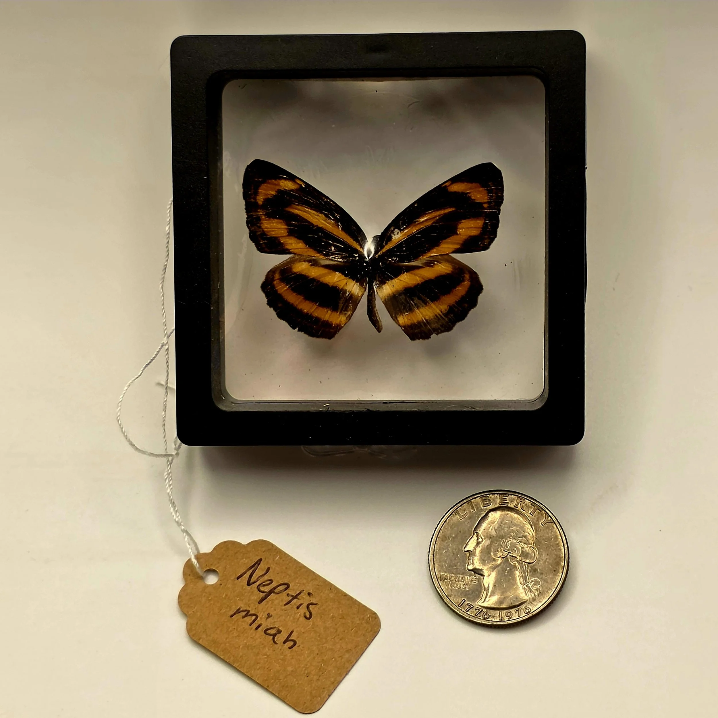 Neptis miah butterfly specimen in frame