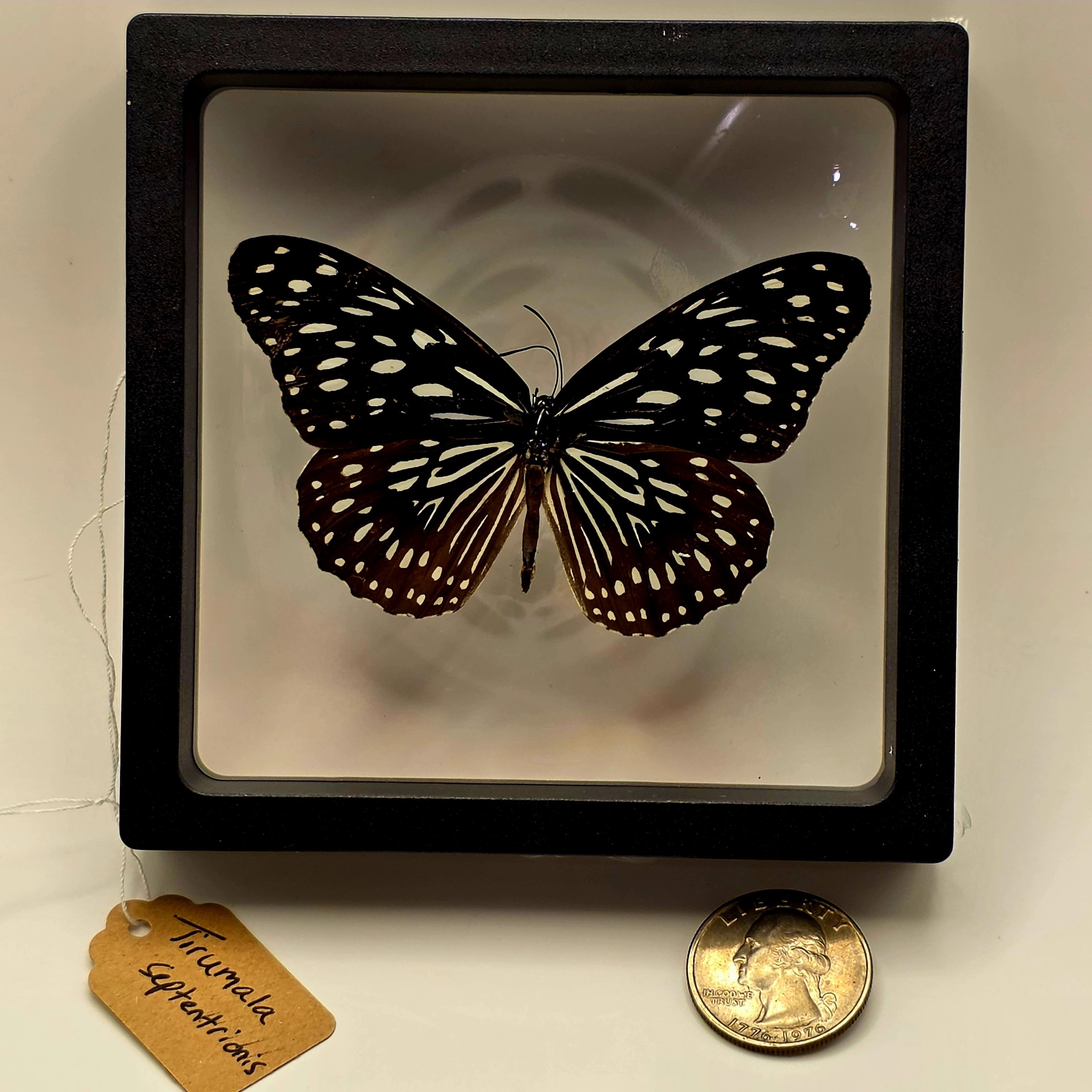 Tirumala septentrionis butterfly specimen in frame