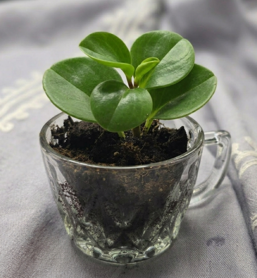 Garden+Tea+Party+Pepperomia+in+glass+teacup.png