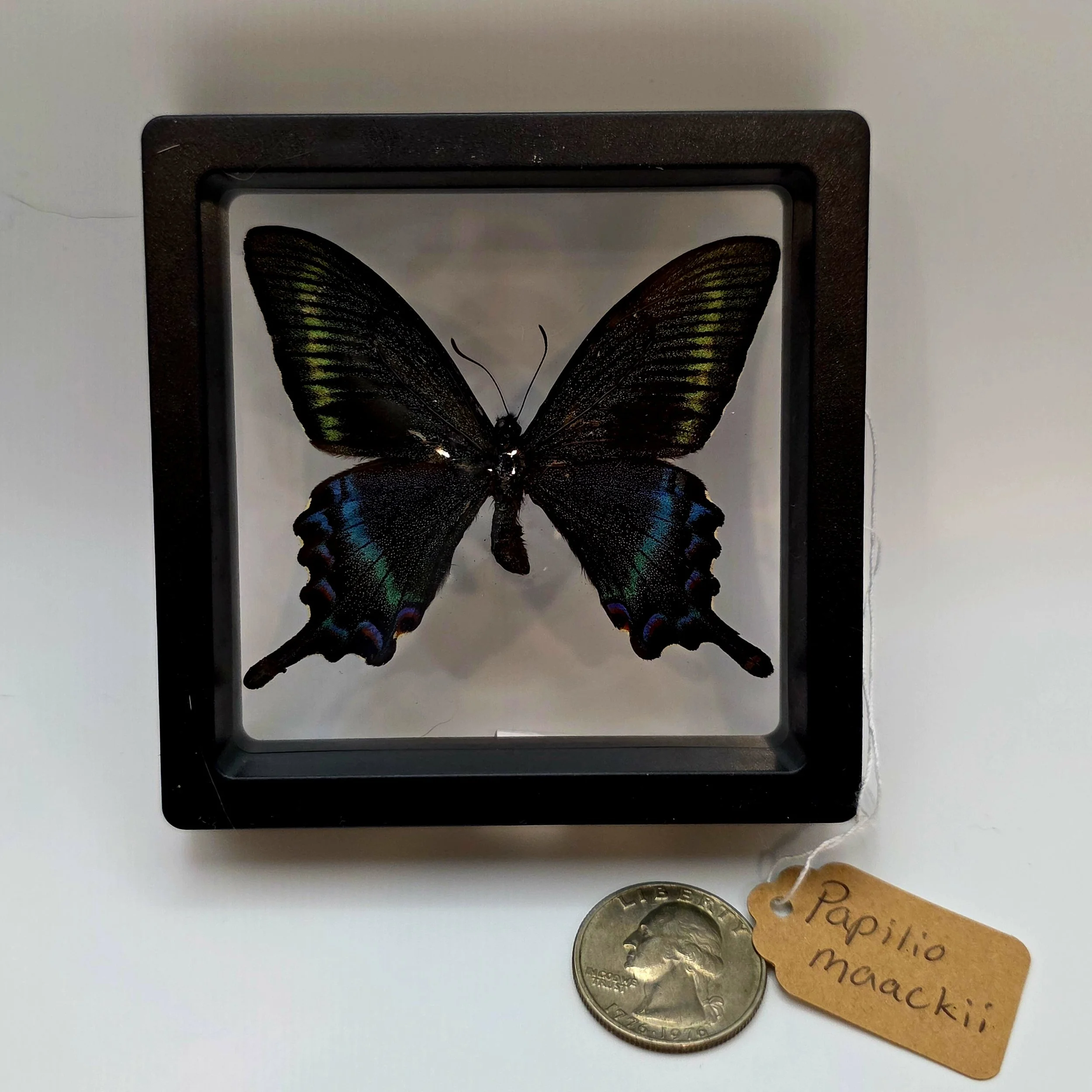 Papilio maackii butterfly specimen in frame