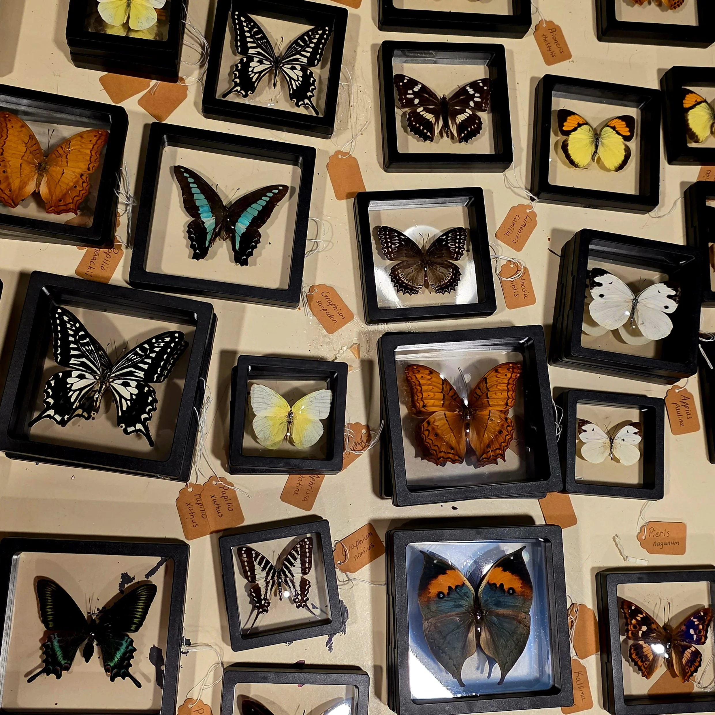 Natural Butterfly Specimen in Frame