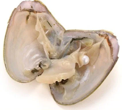 Natural Oyster with Pearl