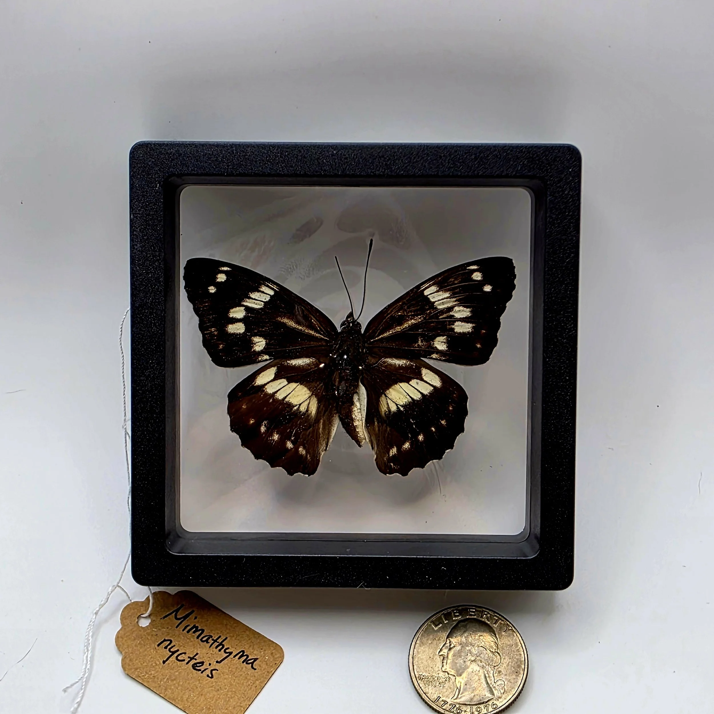 Mimathyma nycteis butterfly specimen.jpg