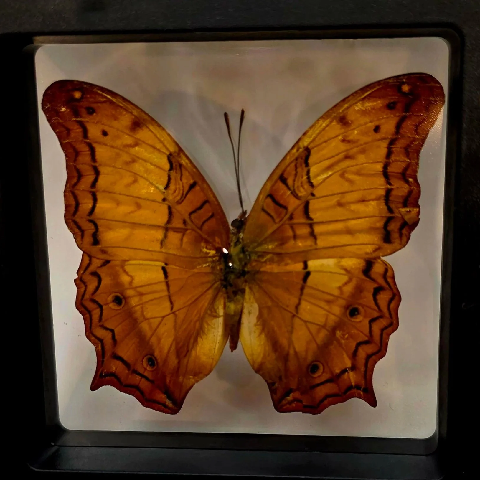 Vindula dejone (The Cruiser)