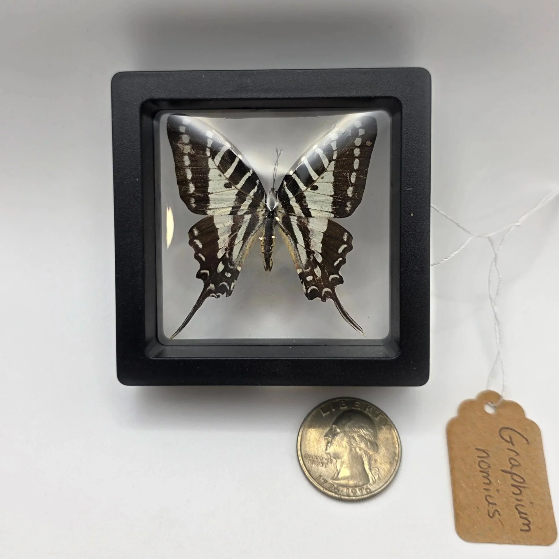 Graphium+nomius+butterfly+specimen.jpg
