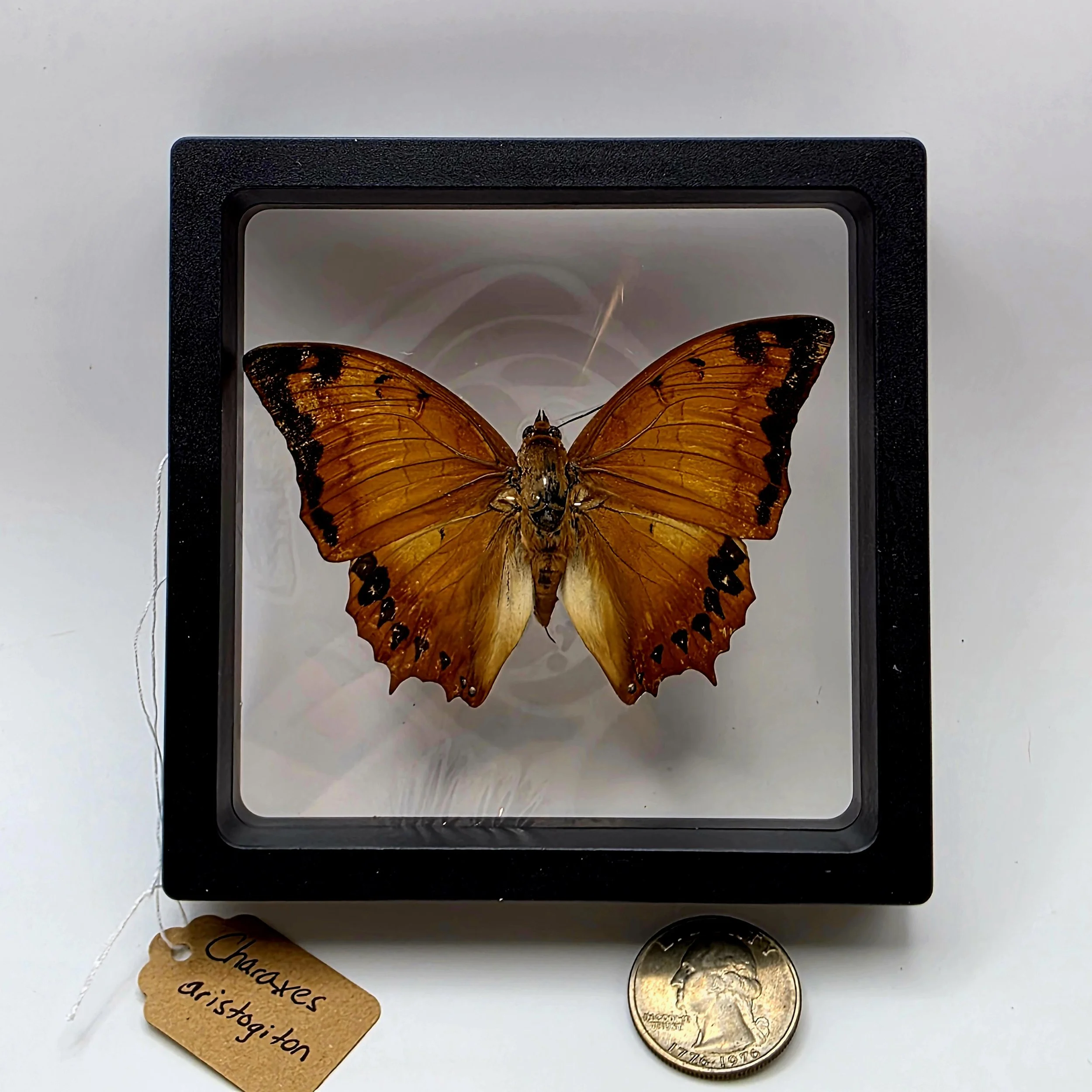 Charaxes aristogiton butterfly specimen.jpg