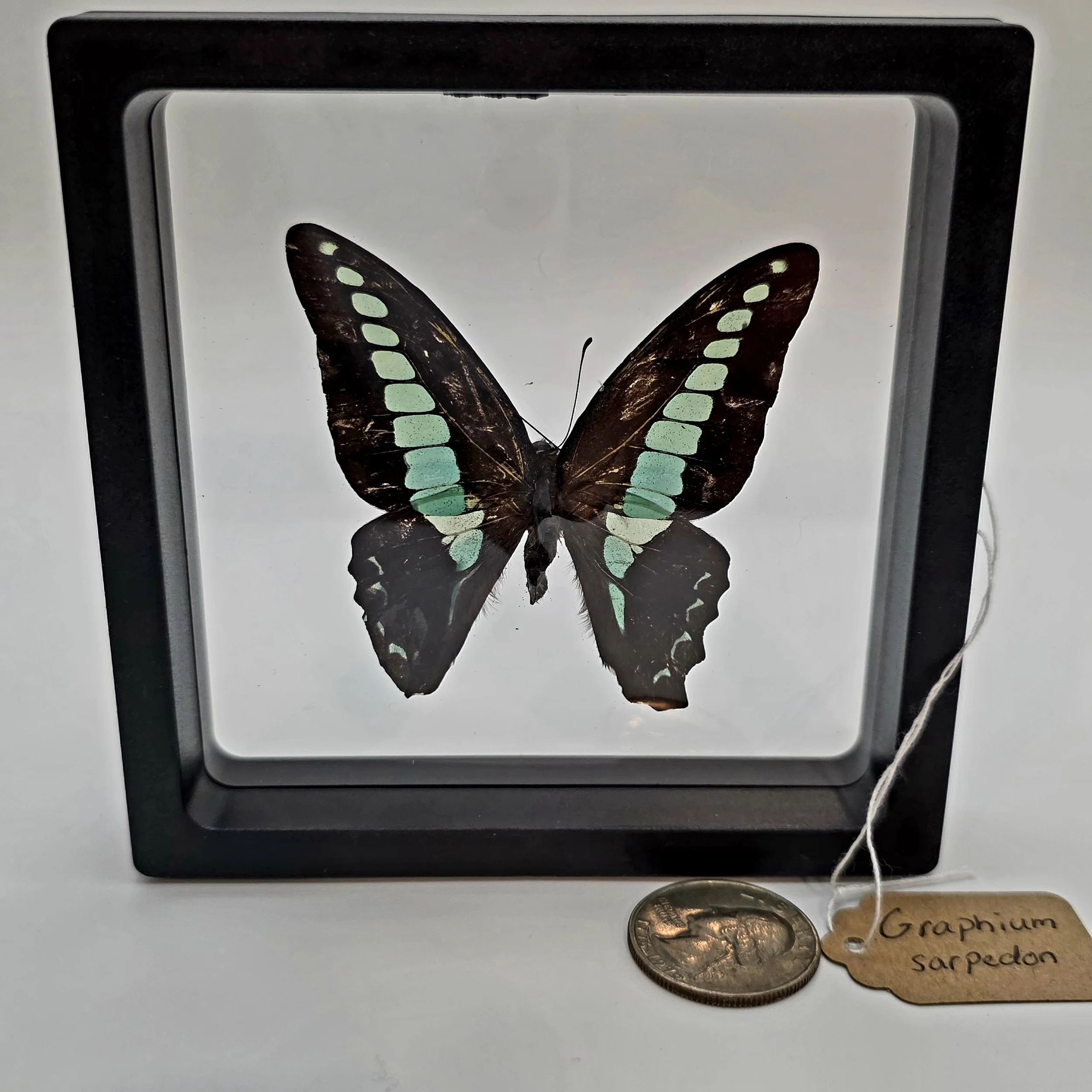Graphium sarpedon butterfly specimen.jpg