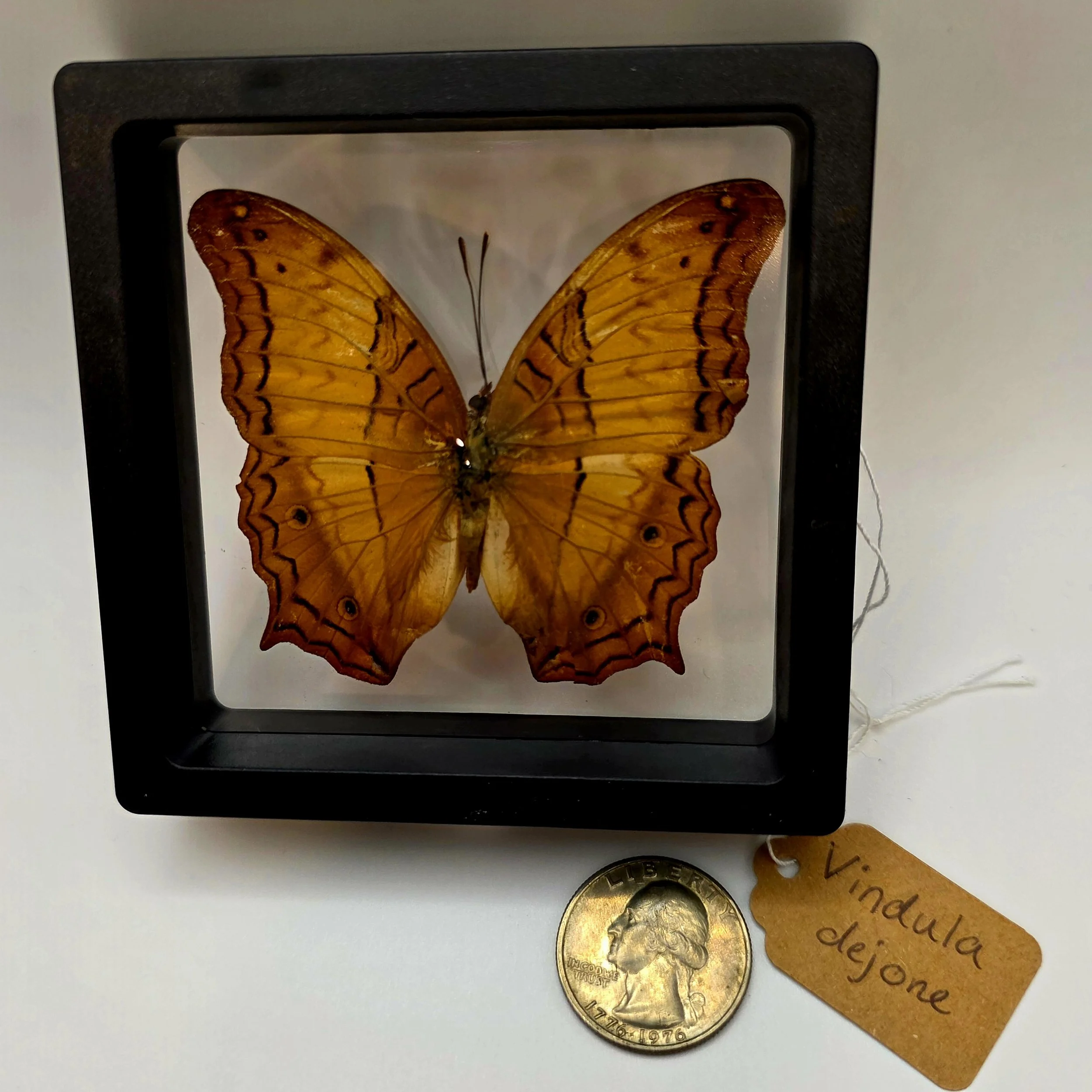 Vindula dejone butterfly specimen in frame