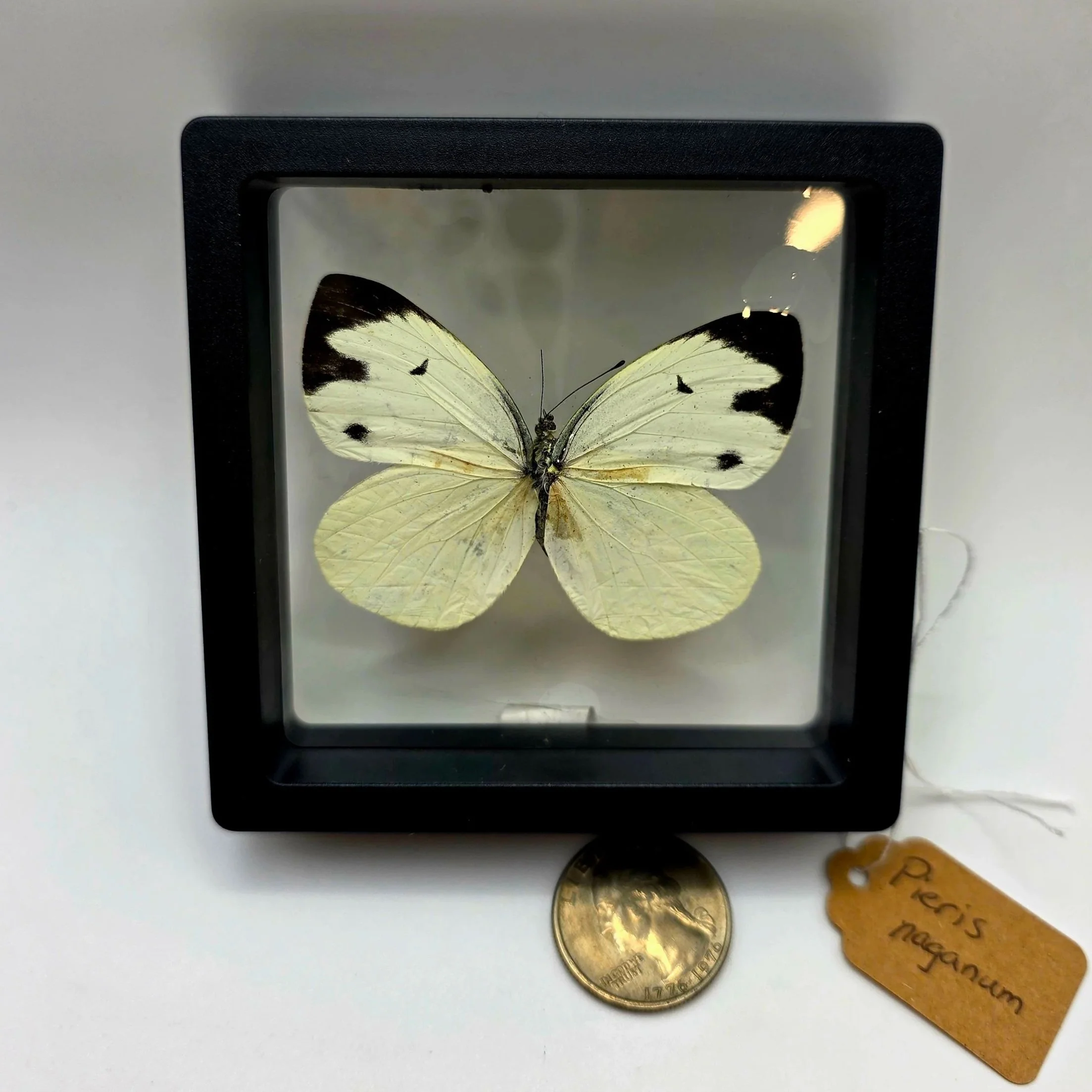 Pieris+naganum+butterfly+specimen.jpg
