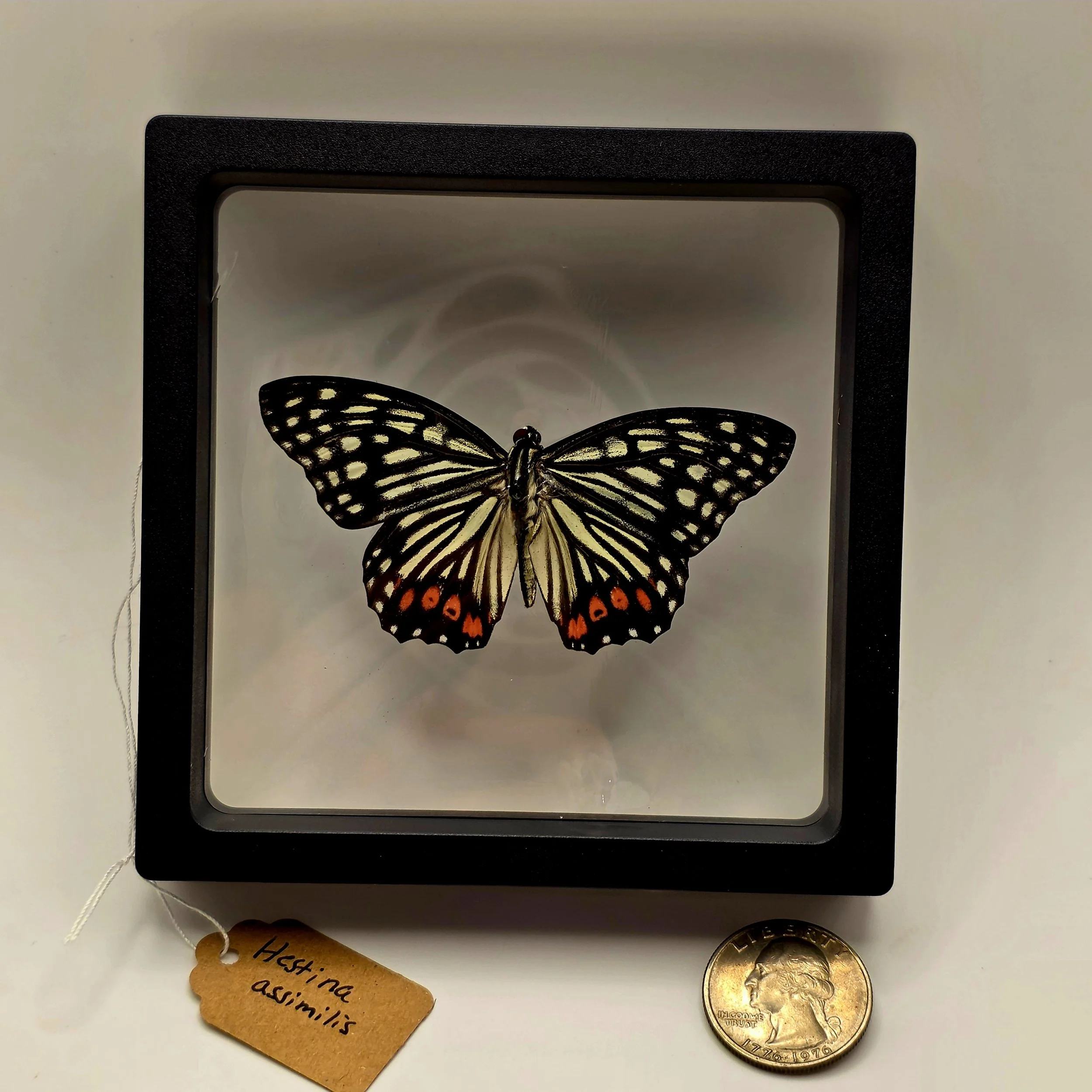 Hestina assimilis butterfly specimen in frame