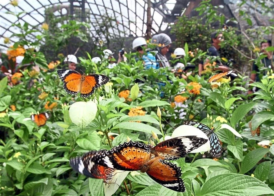 butterfly farm inside greenhouse