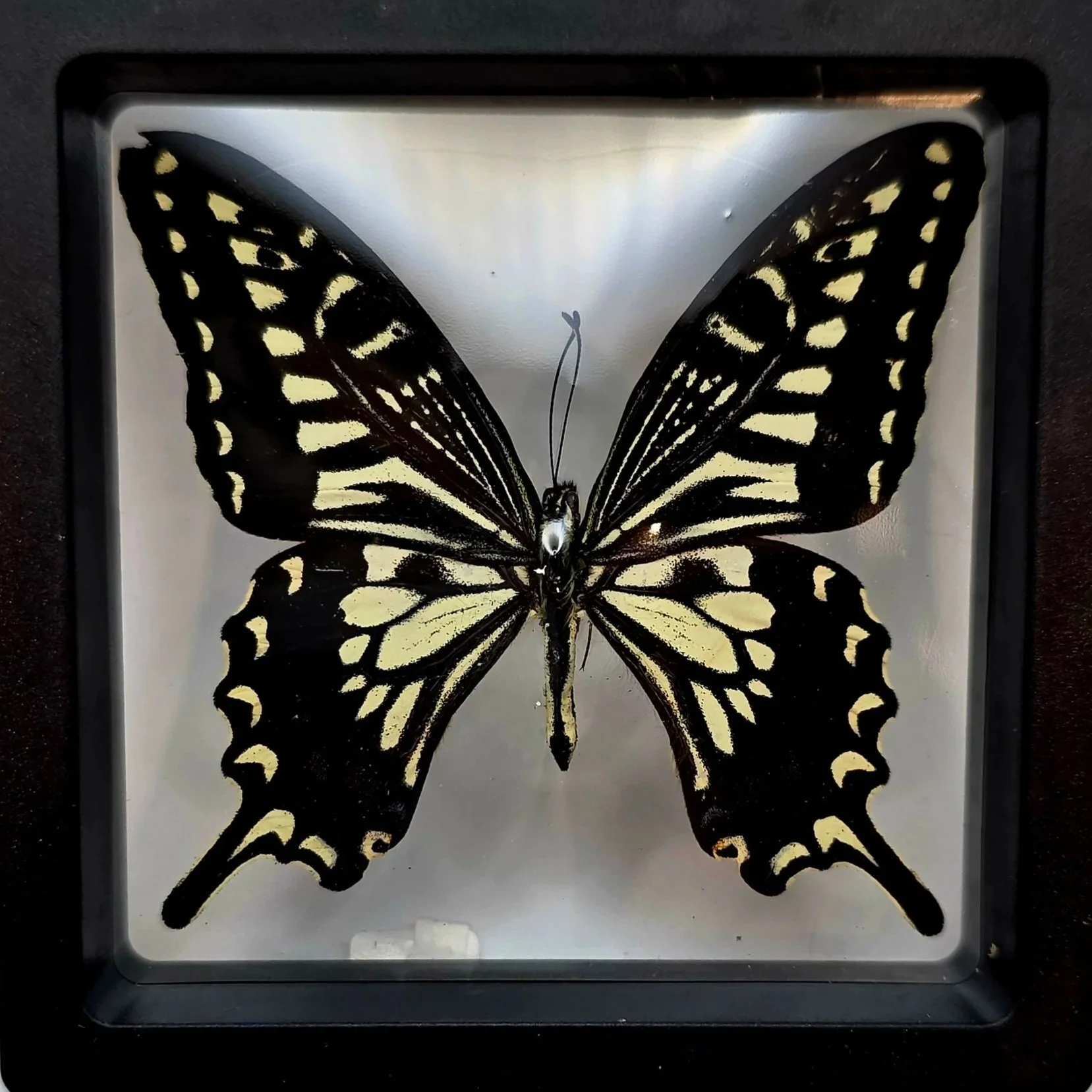 Papilio xuthus (Asian Swallowtail)