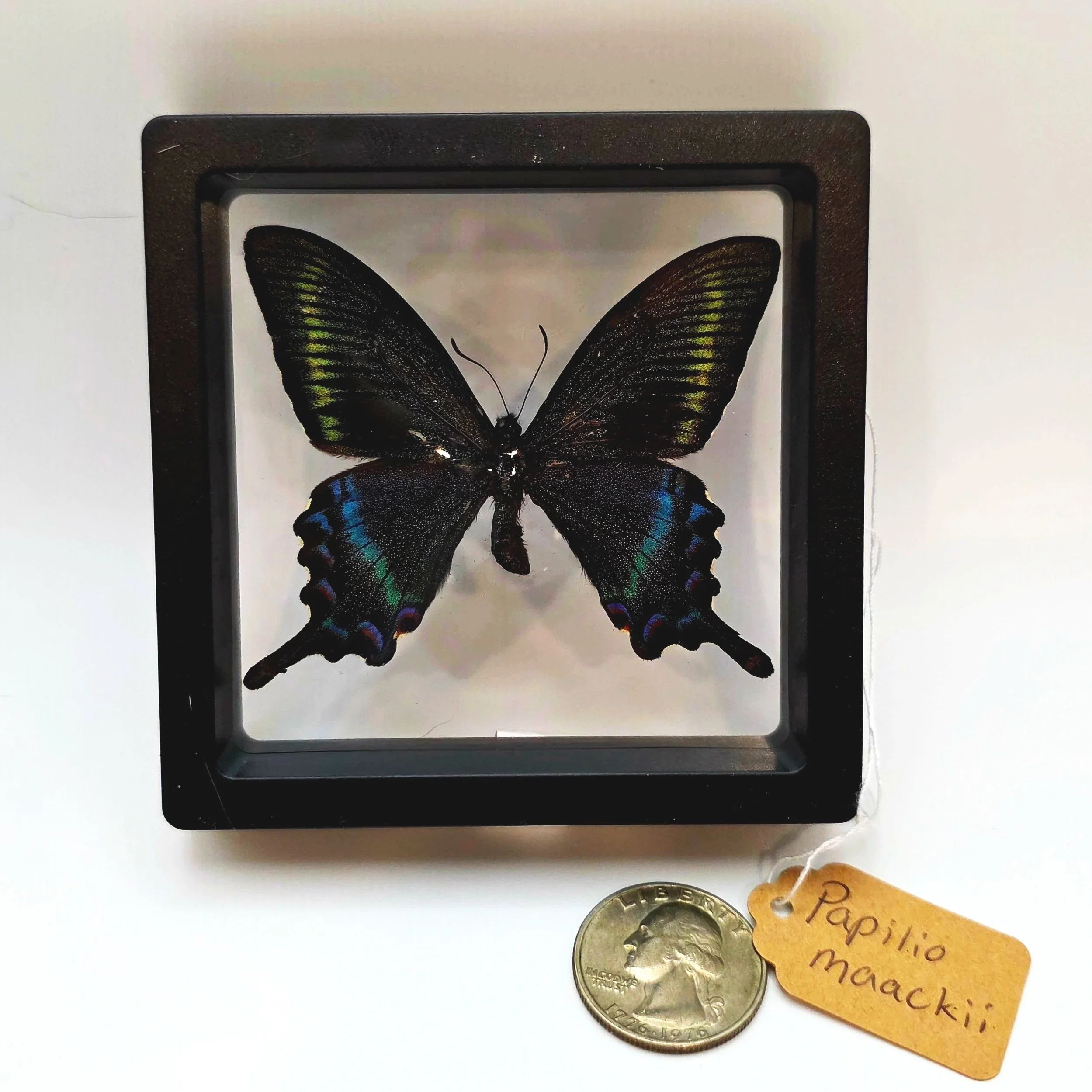 Papilio+maackii+butterfly+specimen.jpg