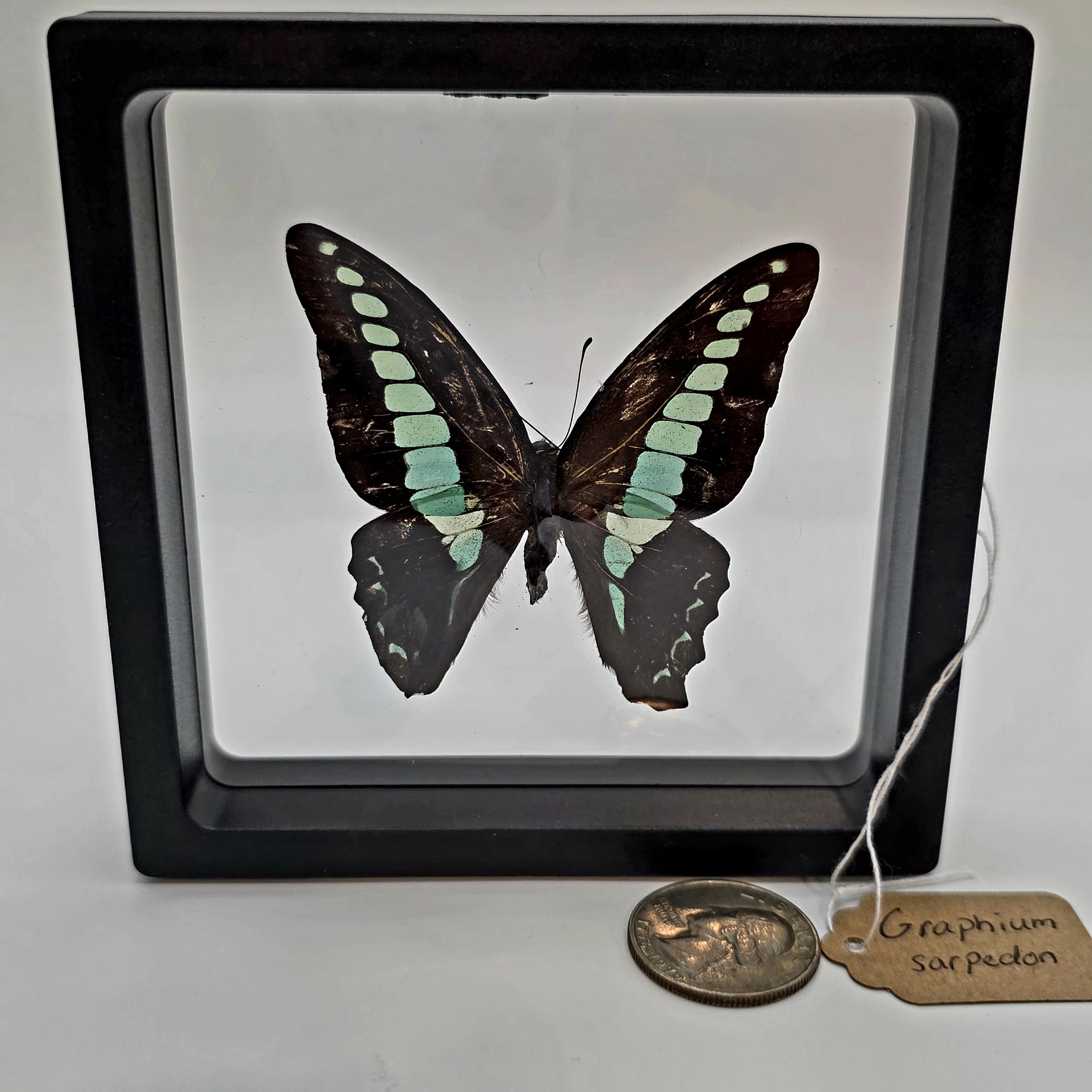 Graphium sarpedon butterfly specimen in frame