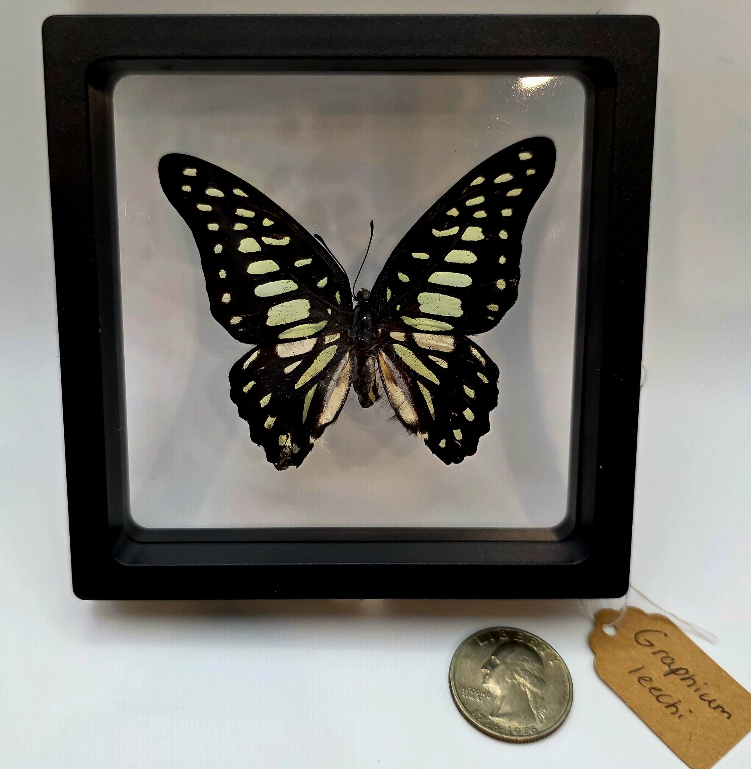 Graphium leechi butterfly specimen in frame