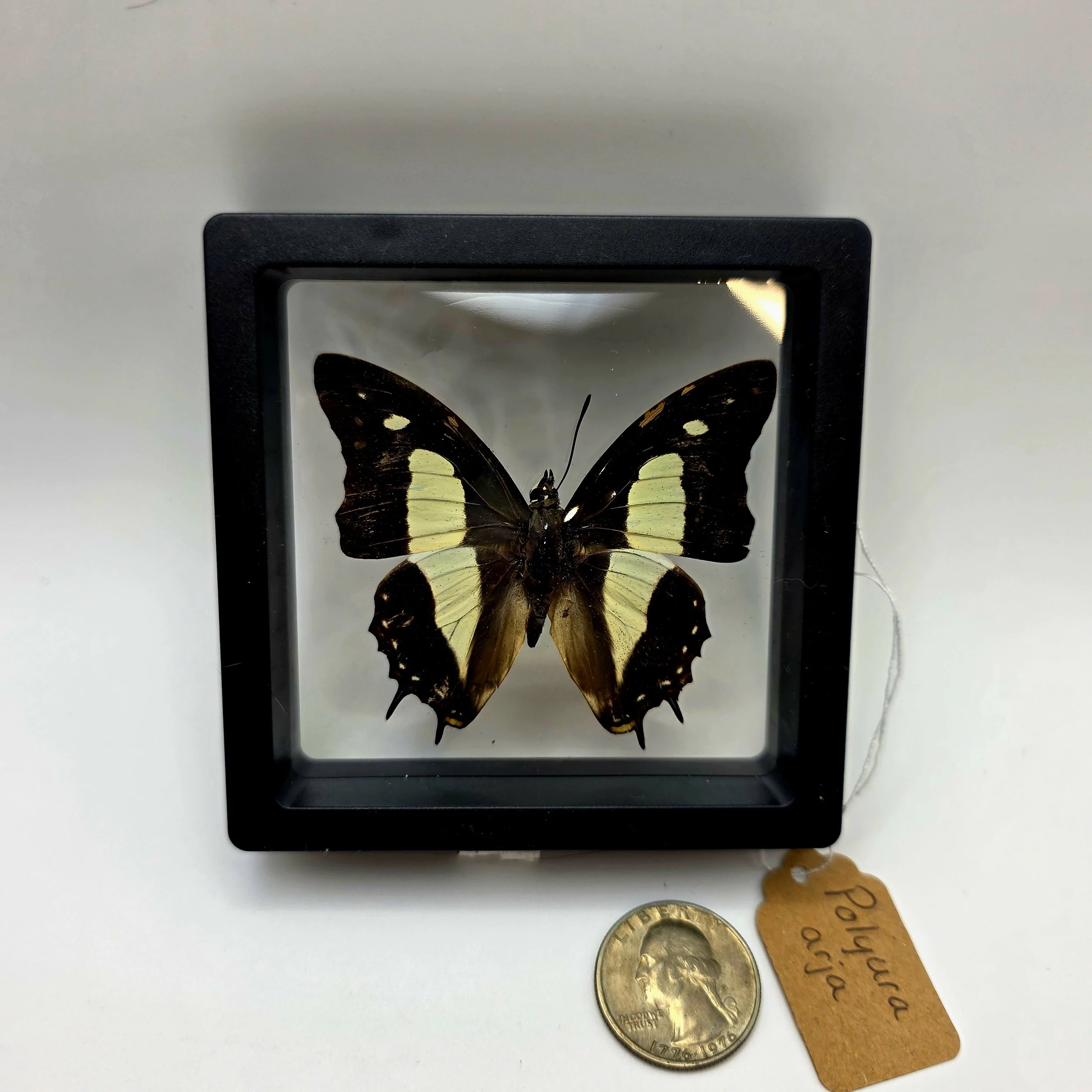 Polyura arja butterfly specimen