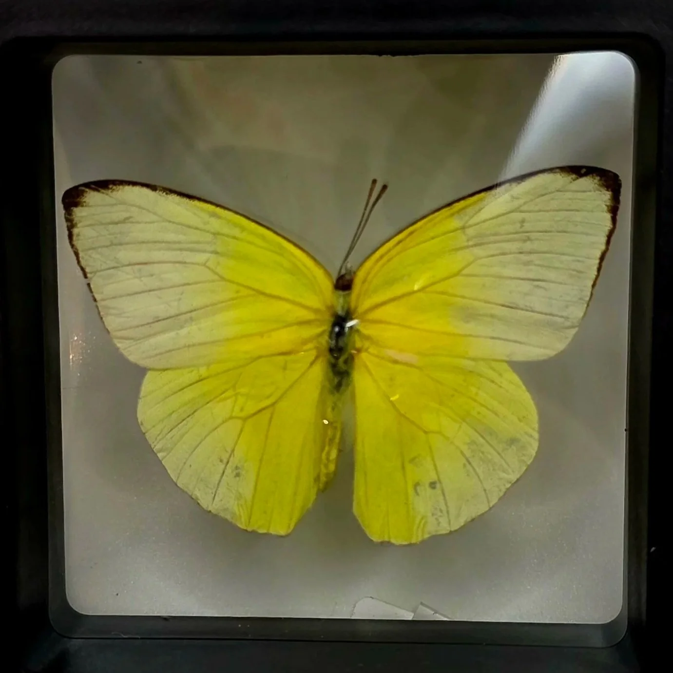 Aphrissa+statira+butterfly+specimen.jpg