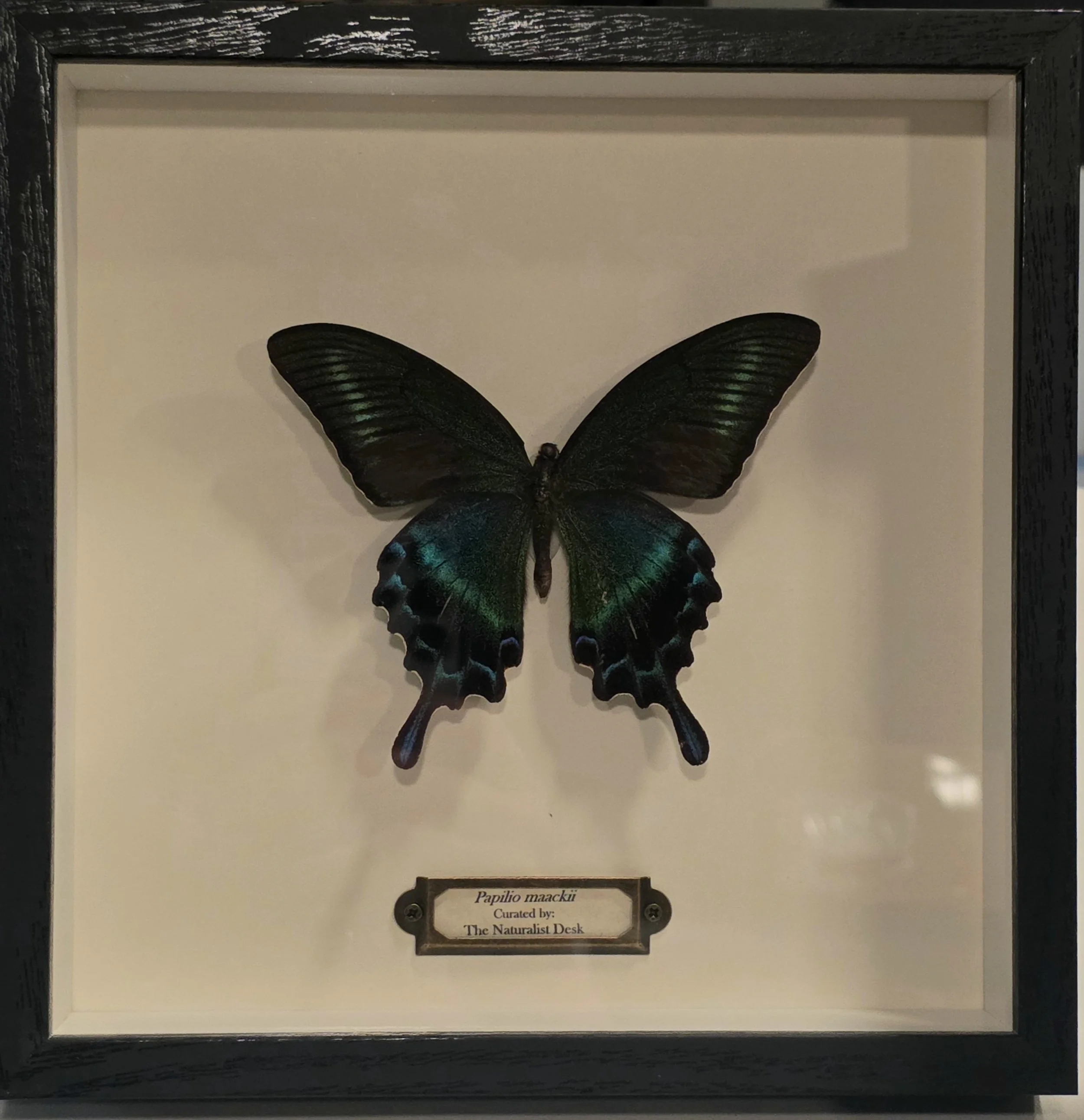 Shadowbox Specimen Papilio Butterfly