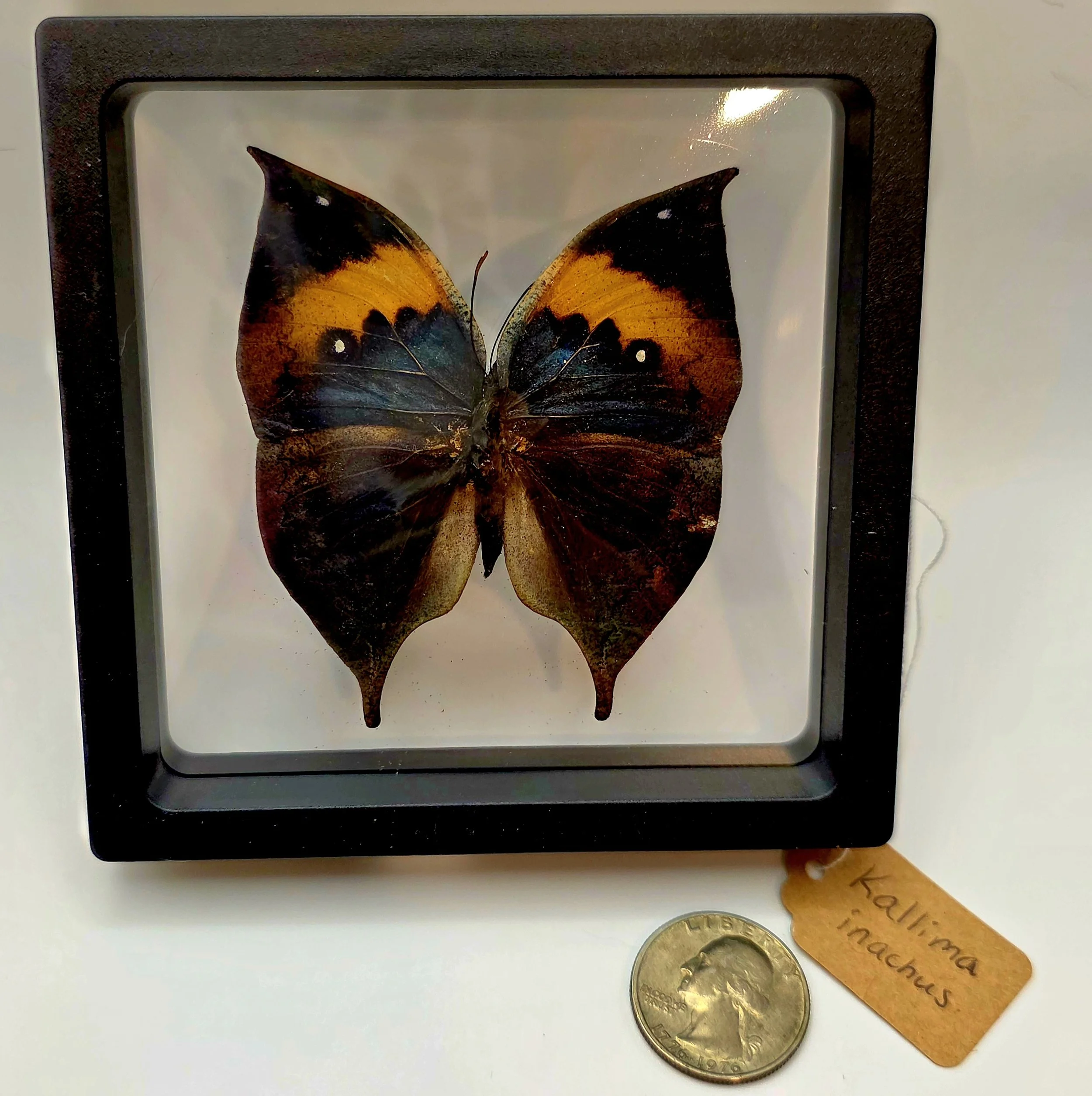 Kallima inachus butterfly specimen in frame