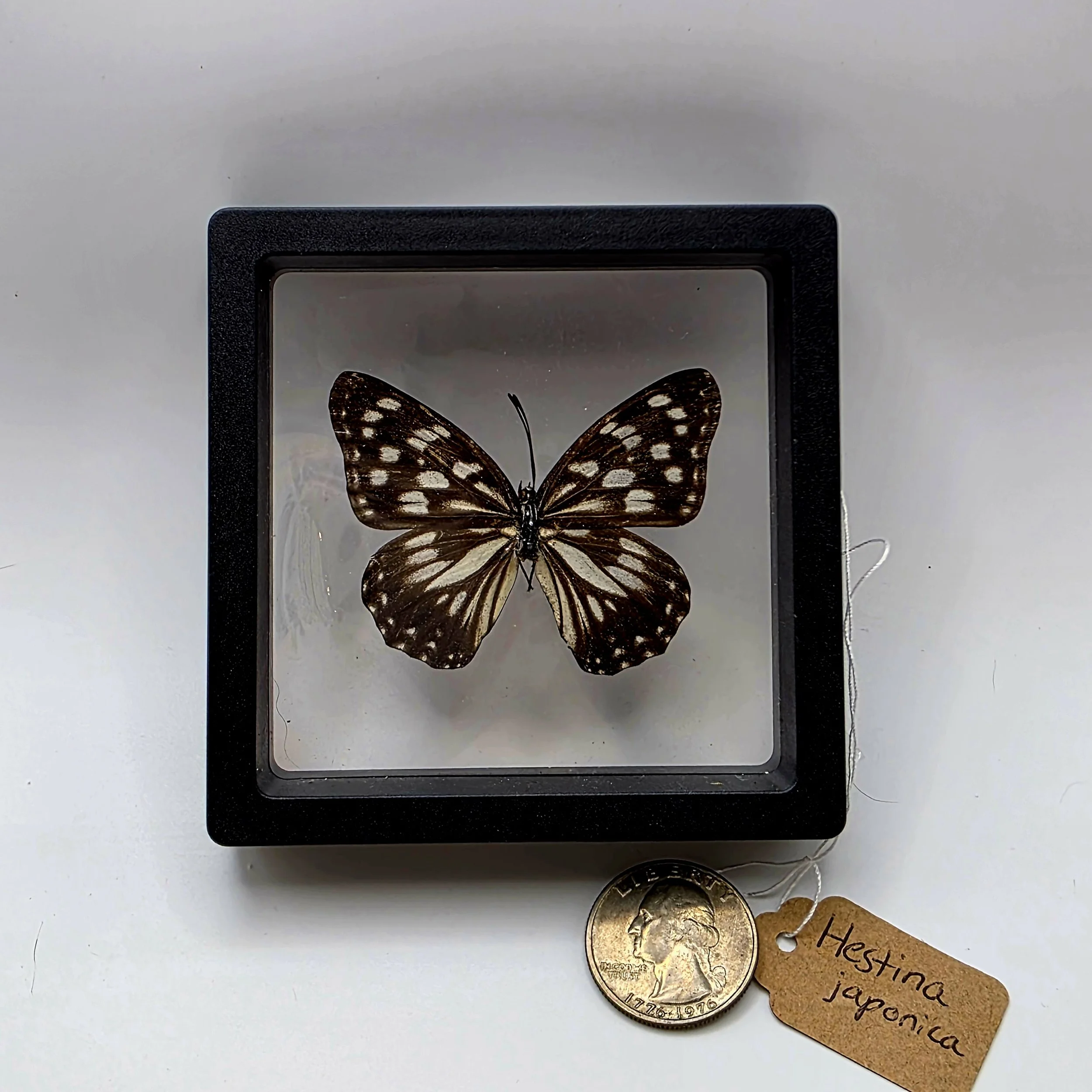 Hestina japonica butterfly specimen.jpg