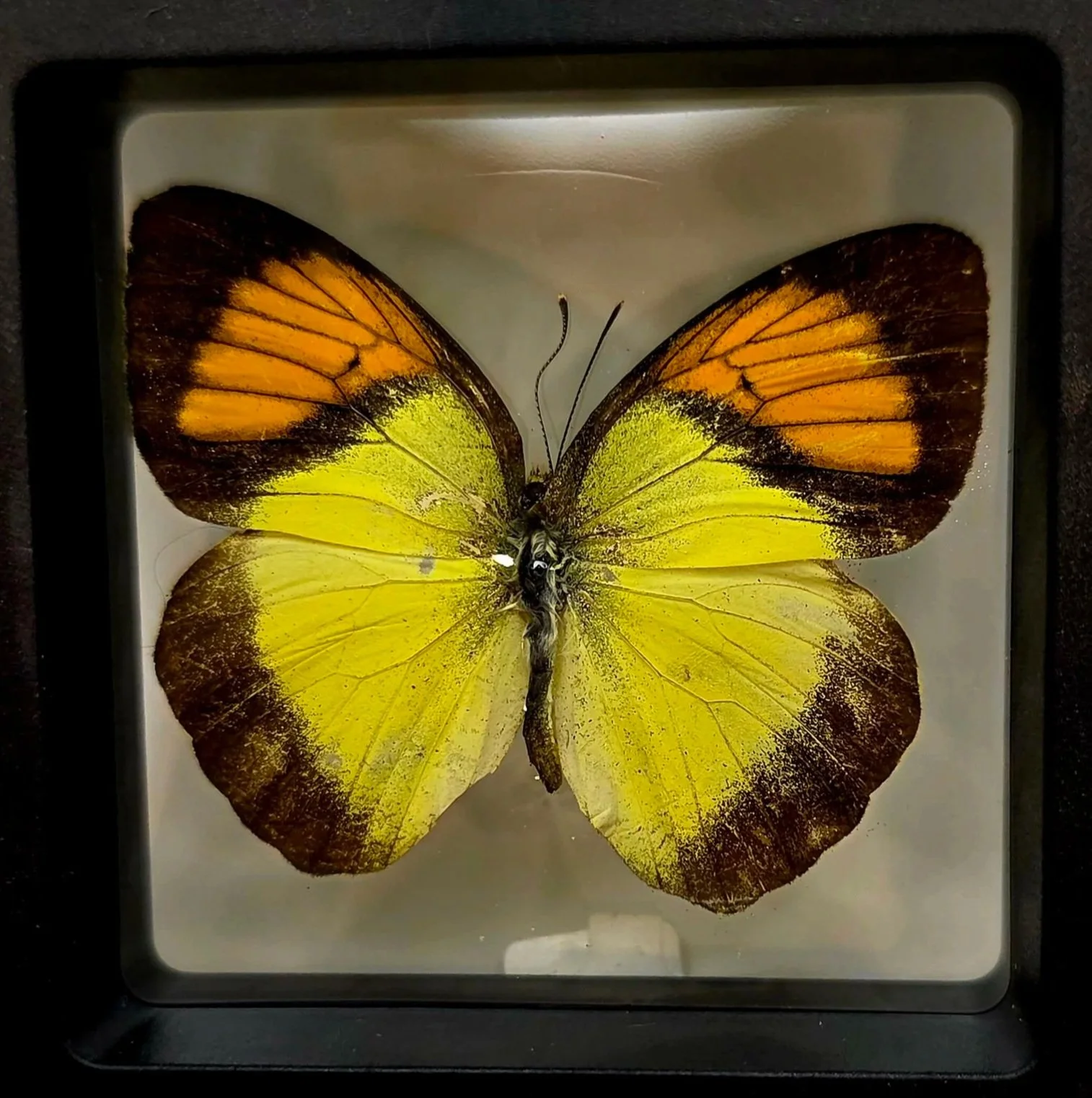 Iaxias+pyrene+butterfly+specimen.jpg