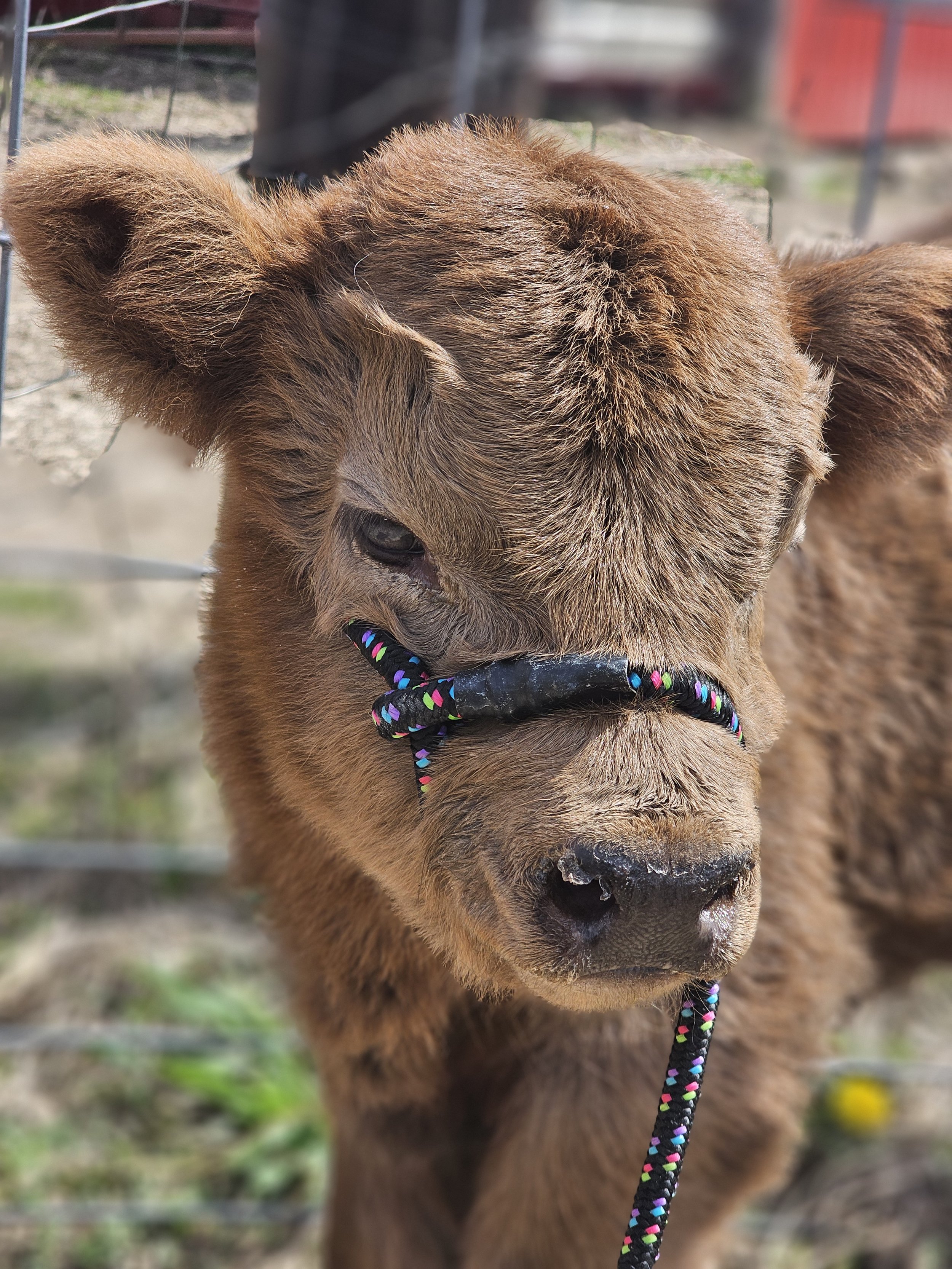 Olivia Highland Heifer