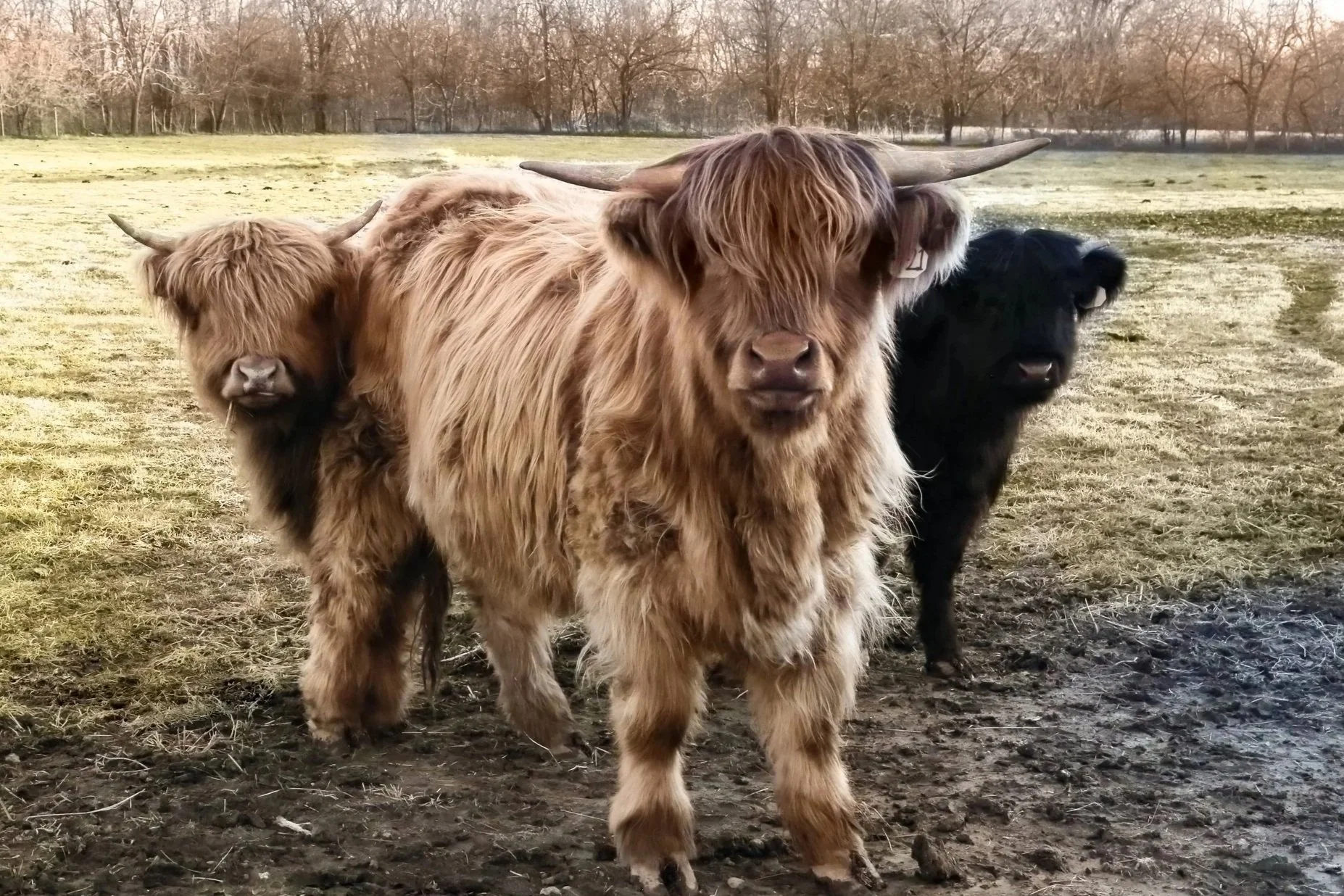 Three Highland cattle, one with reddish-brown fur in the front, the second with similar reddish-brown fur behind it, and the third with black fur, standing on muddy ground in a grassy field with trees in the background.