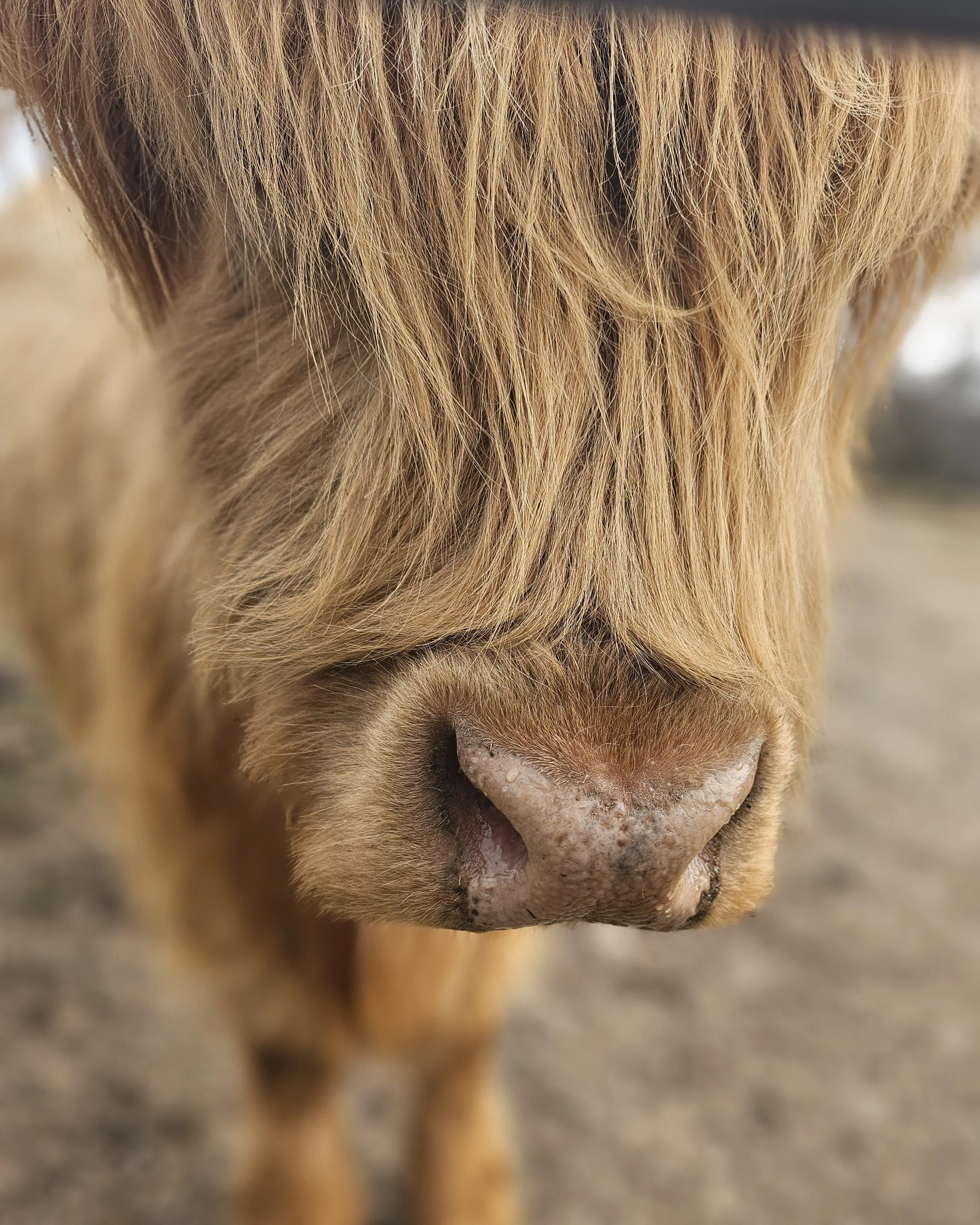 Udderly Loved Mother's Day Event May 10, 2026  1PM-3PM