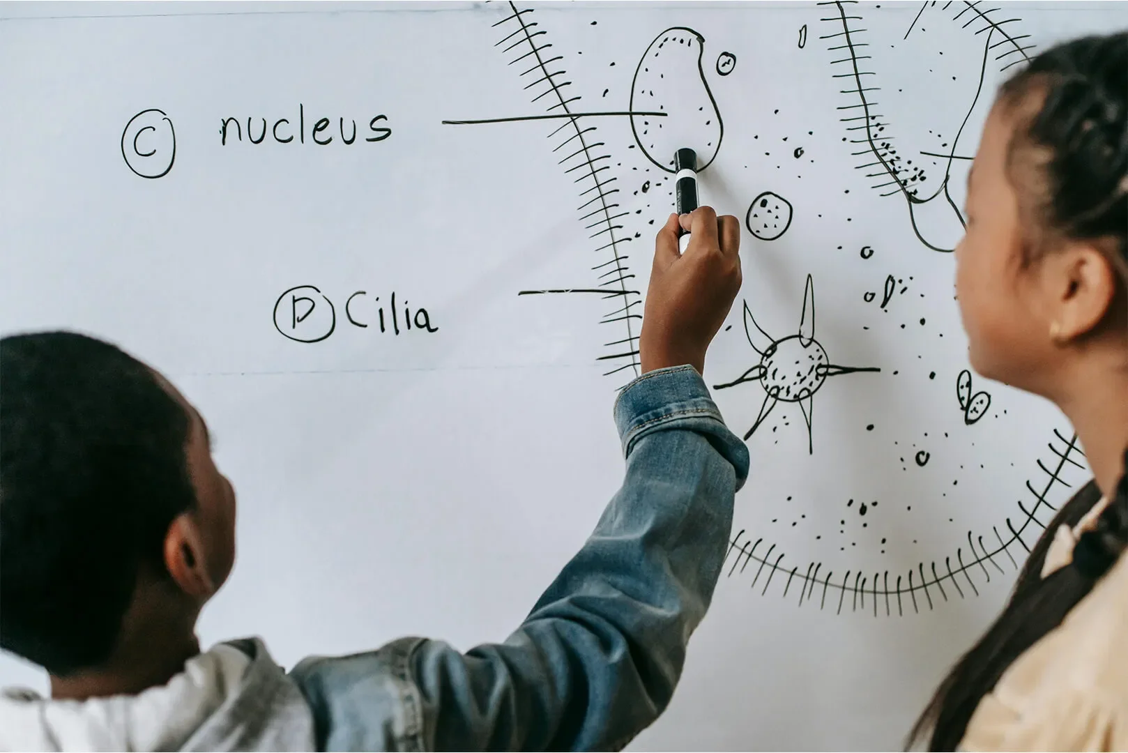 Child points to parts of a cell structure drawn on classroom whiteboard with tutor or teacher by their side.
