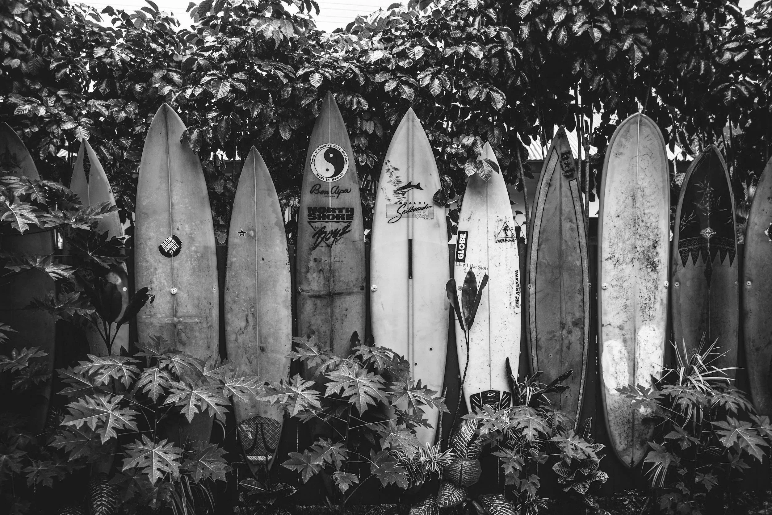 A collection of surfboards leaning against a wall among tropical plants, in black and white.