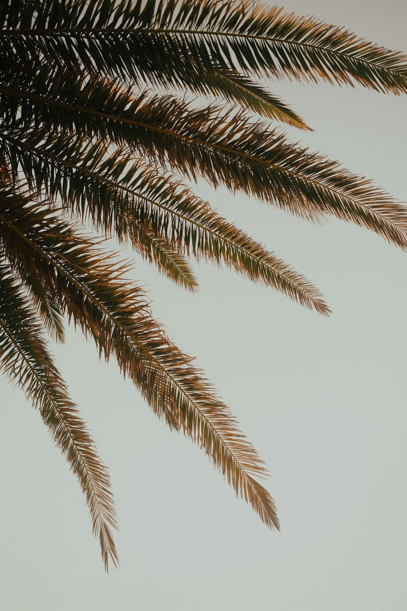 Close-up of palm tree fronds against a pale sky.