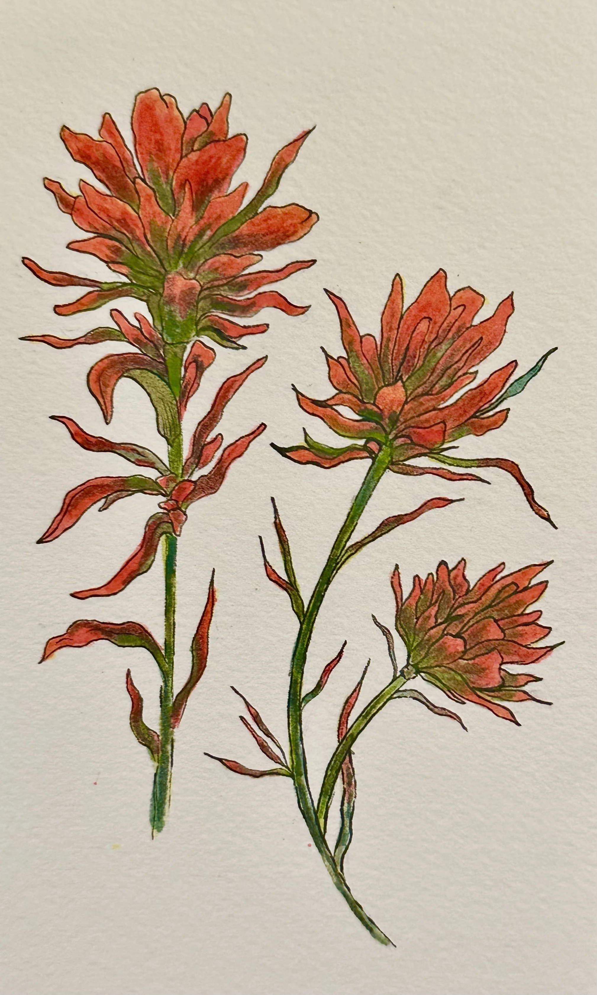 IndianPaintbrush1.jpg