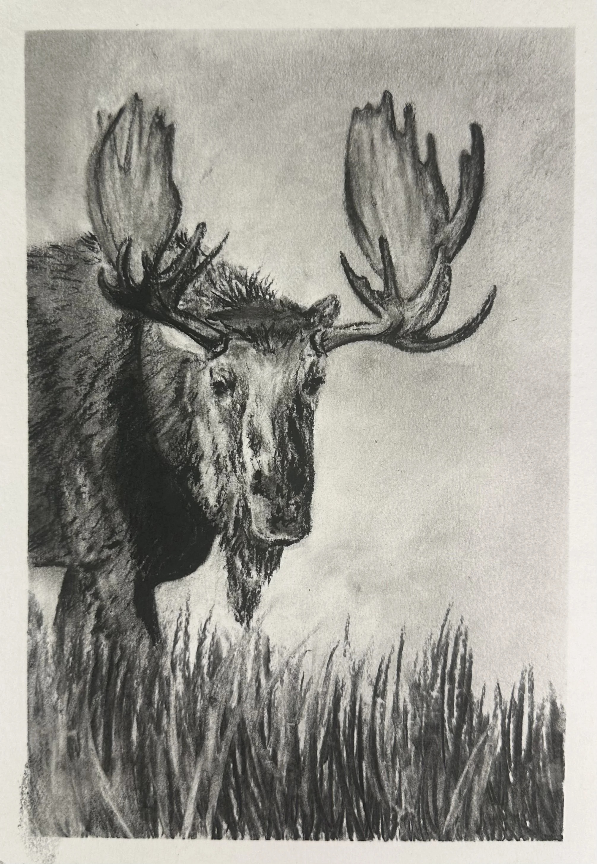 MooseCharcoal.jpg