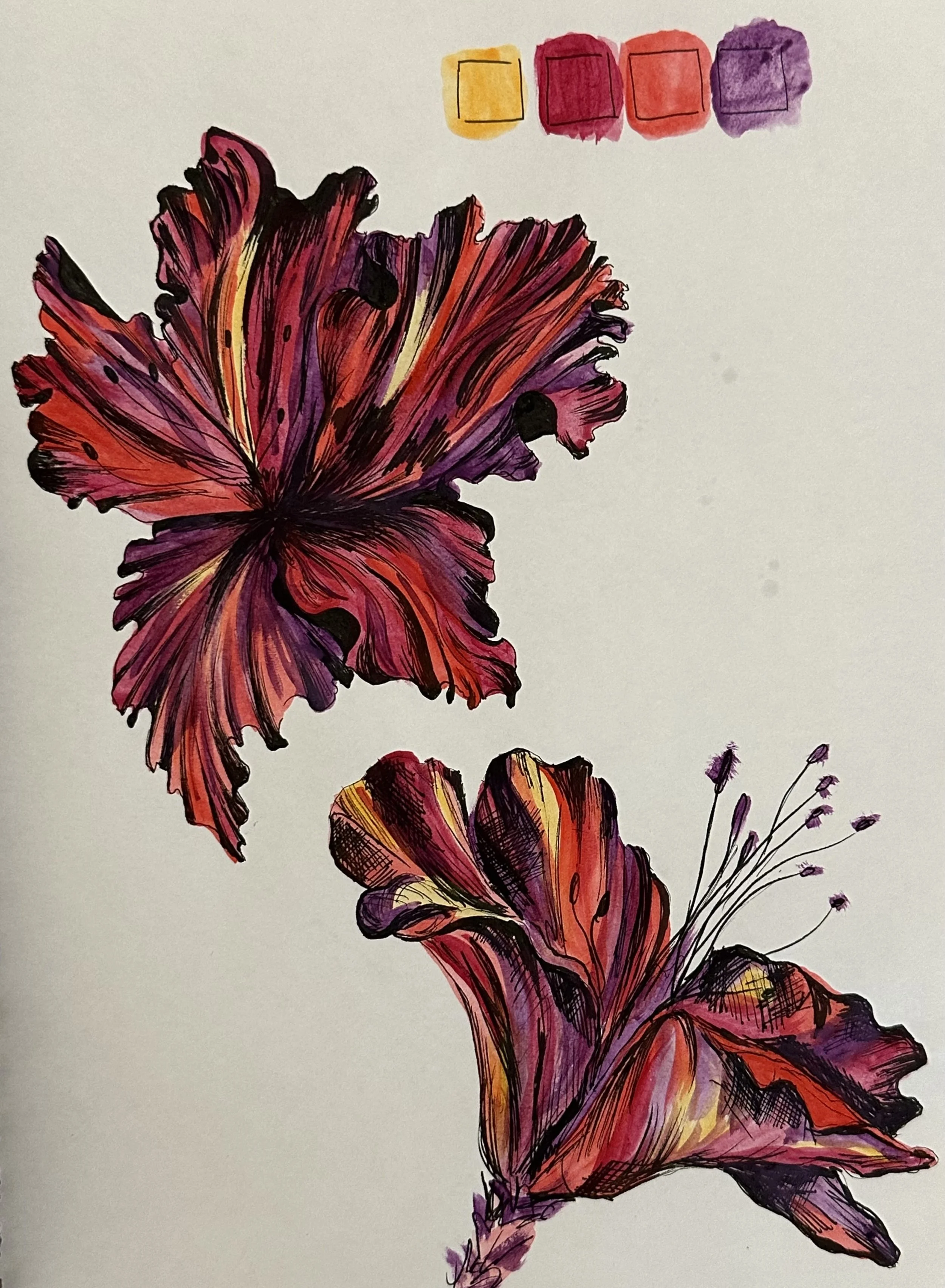 Hibiscus_Illustration.jpg