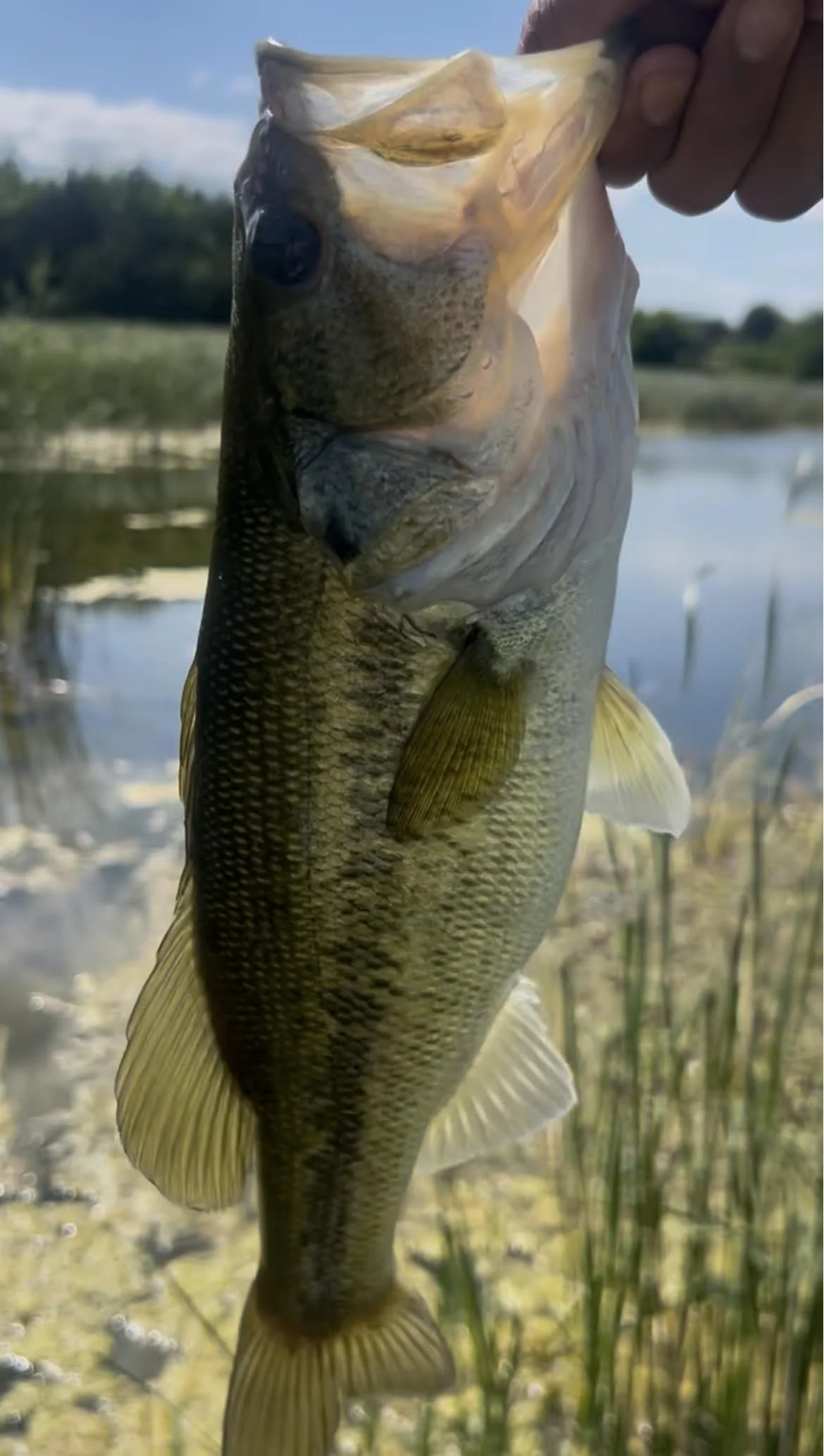 Black/Blue Flake Texas rig using a size four EWG hook and our consistent and durable Drift Stick!