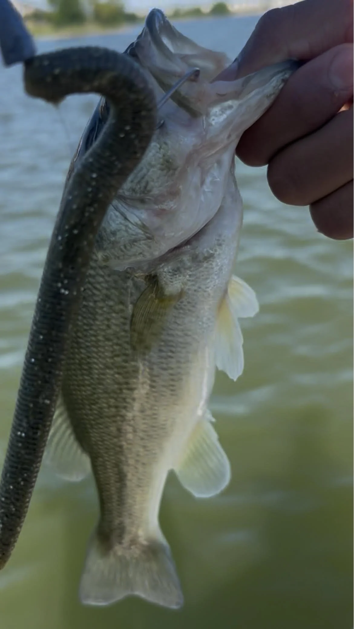 Green Pumpkin Drift Stick. Ended with five fish on one worm!