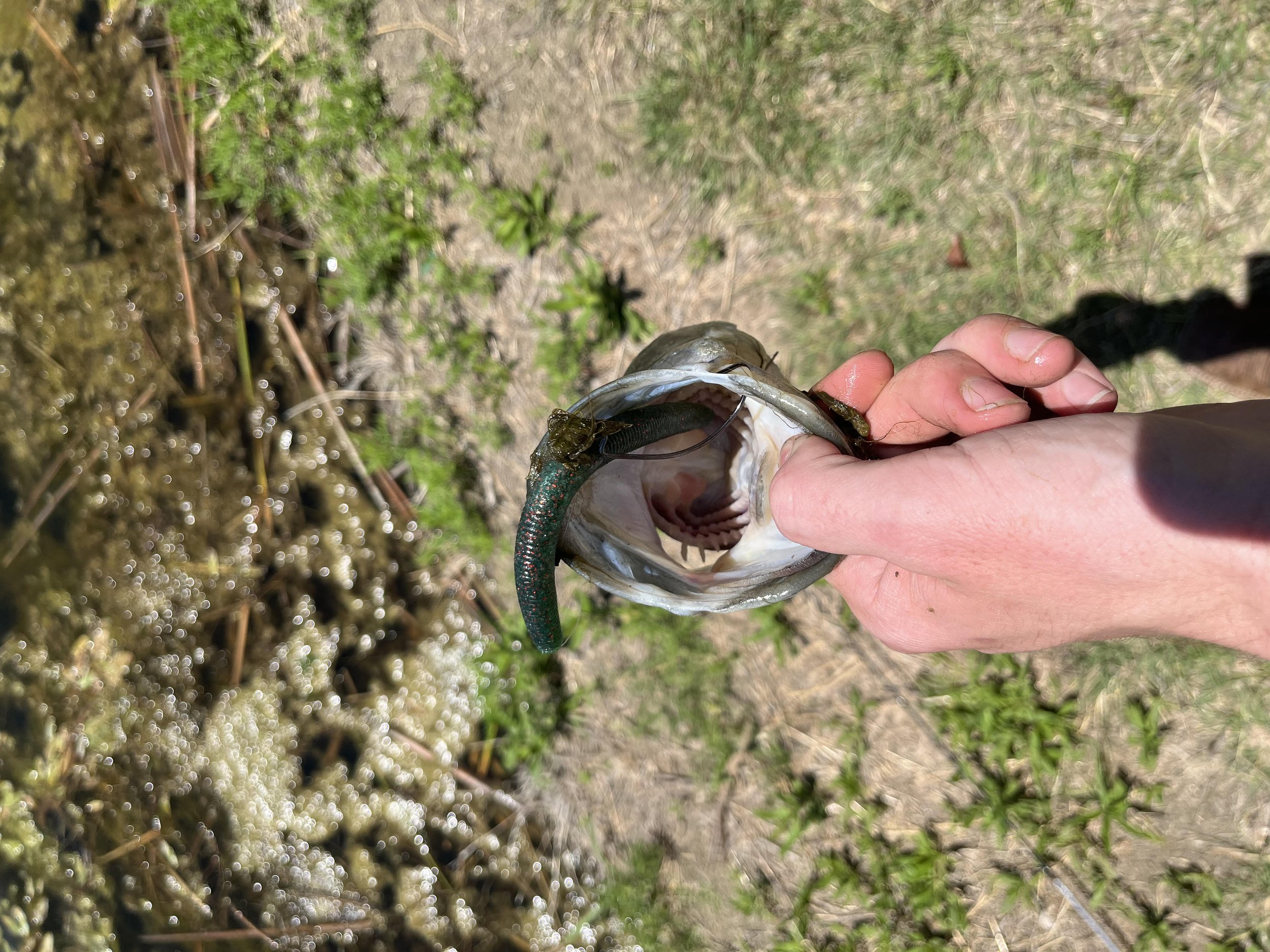 ryans fish.jpg
