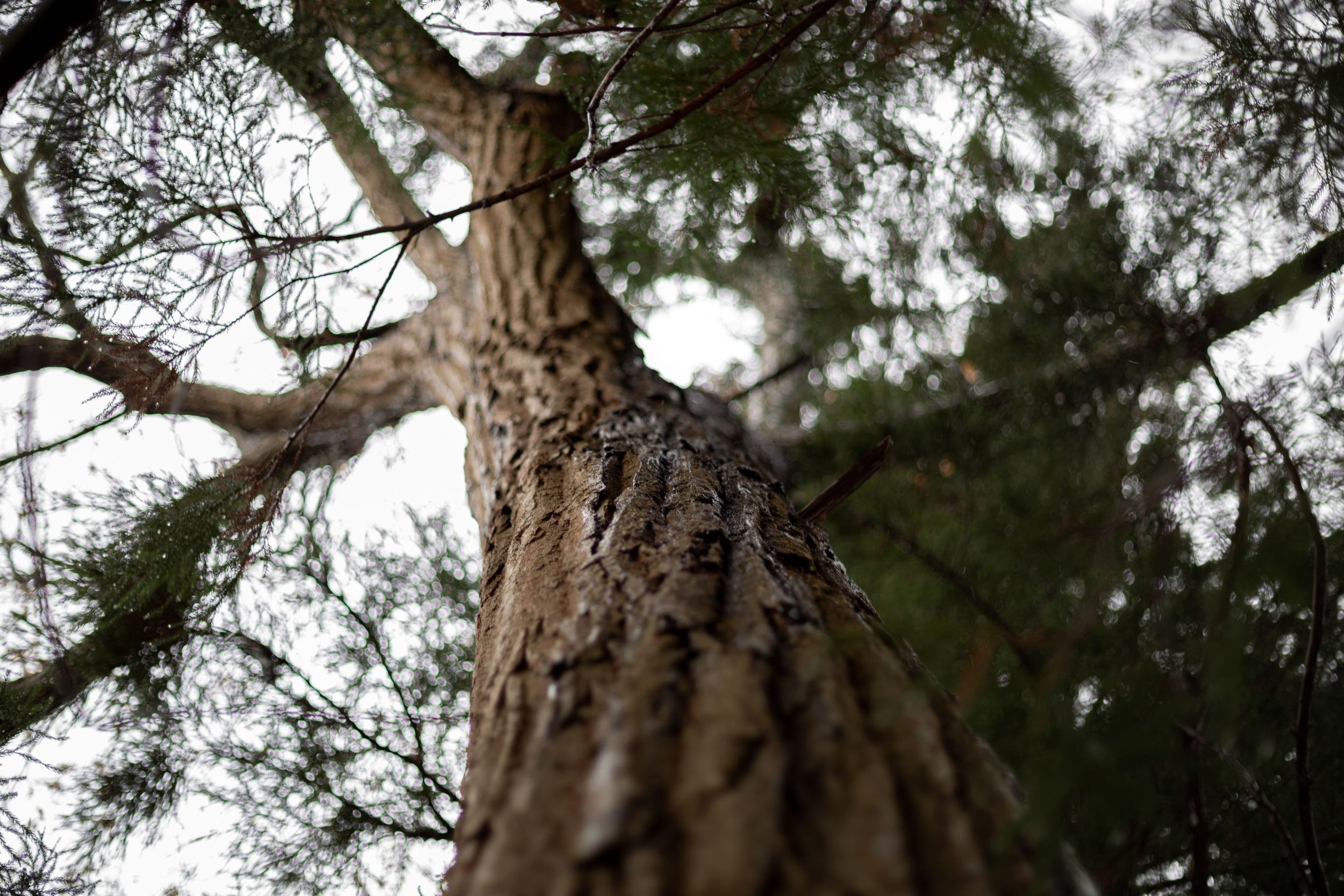 Close-up view of a tall pine tree trunk from the ground looking upward, with branches and green pine needles extending outward and upward, and a cloudy sky in the background.