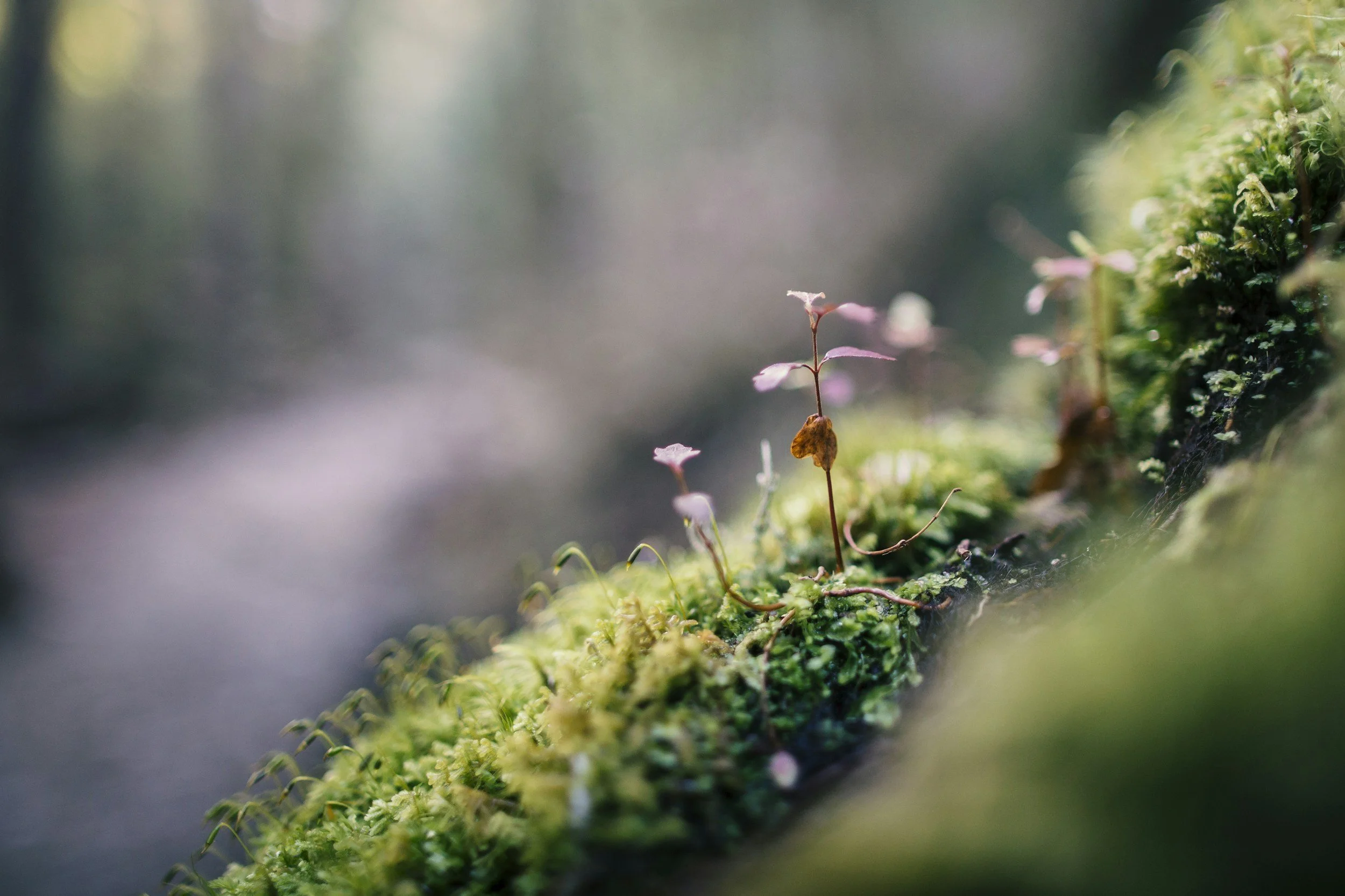 Close-up of small moss and tiny pink flowering plants growing on a log in a forest, with blurred background.