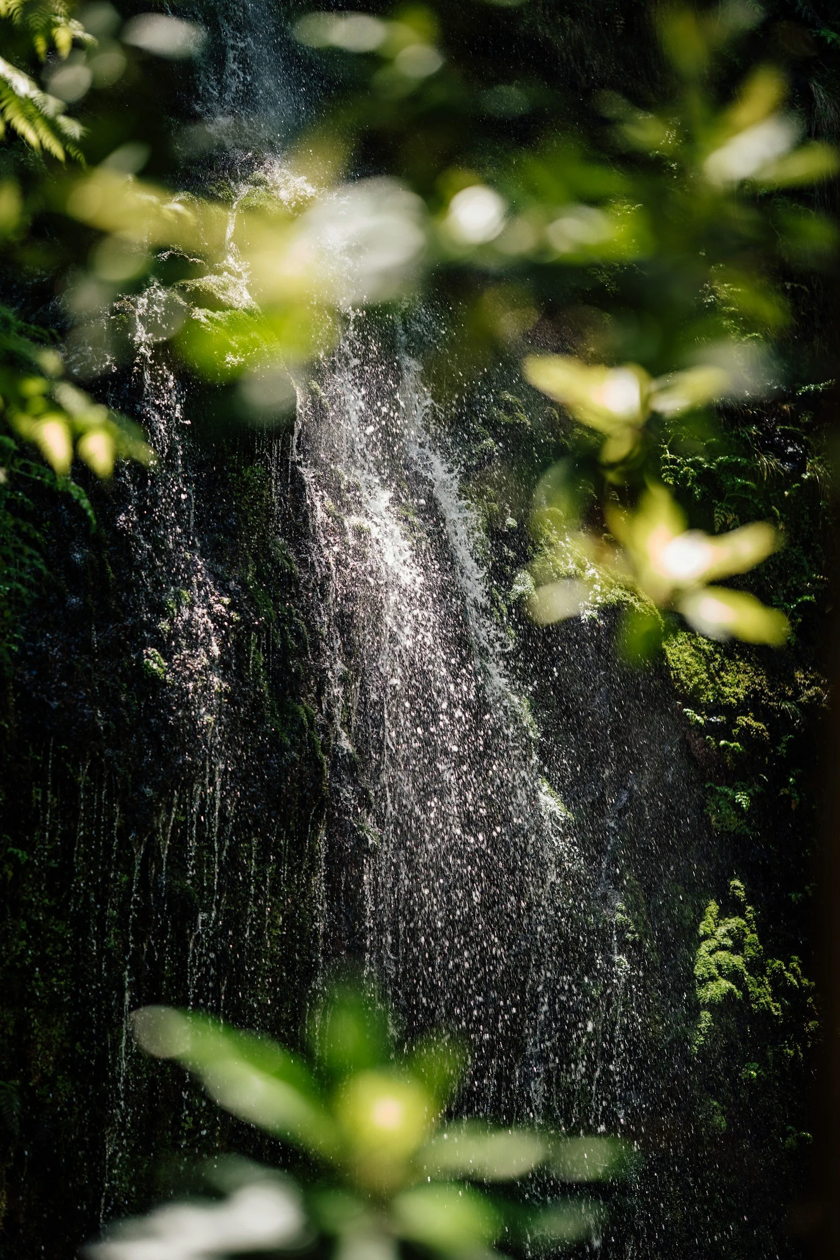 Waterfall cascading down mossy rocks surrounded by green foliage