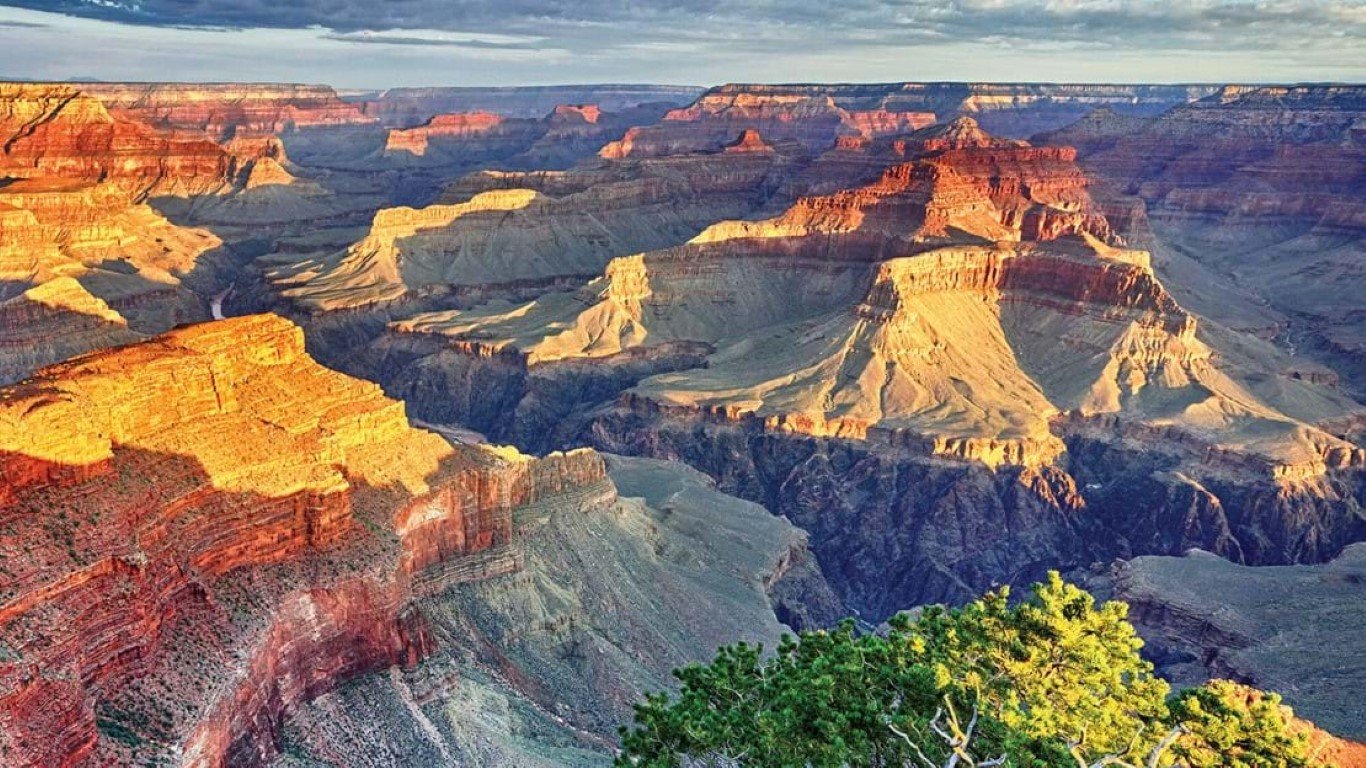 View of the Grand Canyon at sunset with layered red, orange, and brown rock formations and a green tree in the foreground.