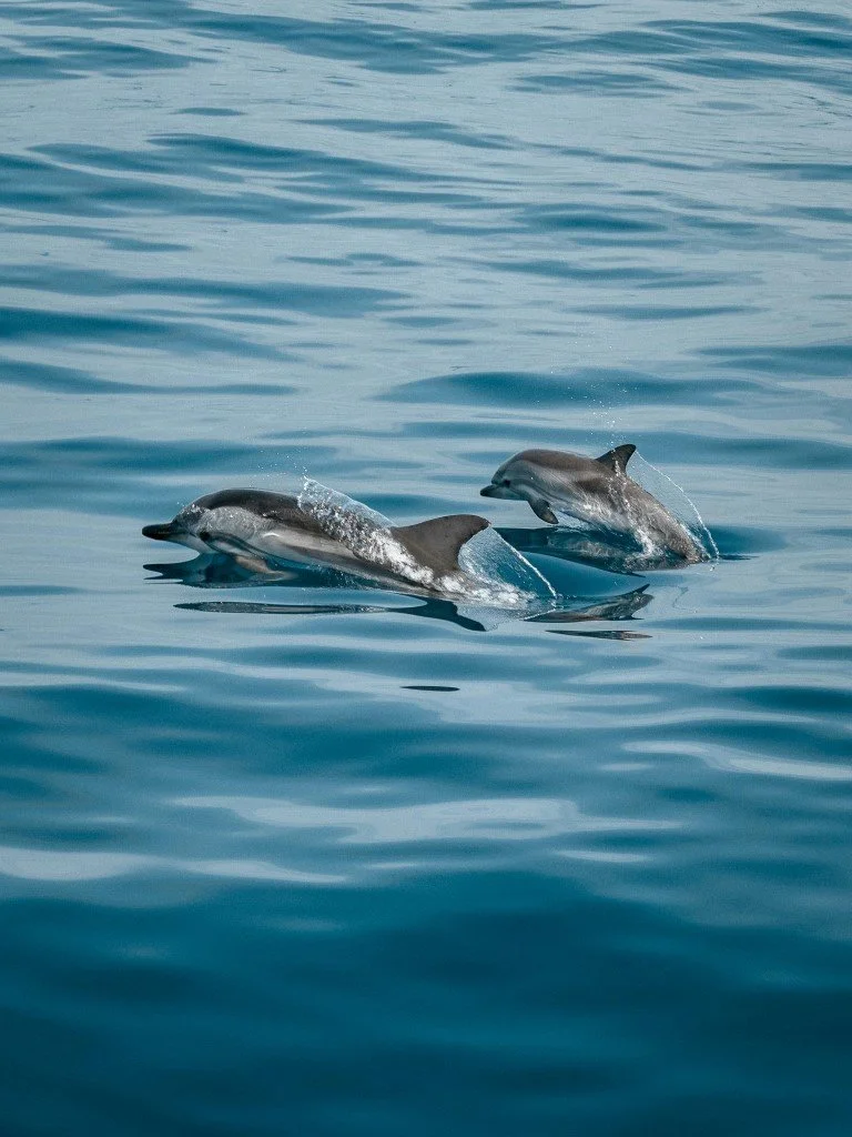 Two dolphins jumping out of the water in the ocean.