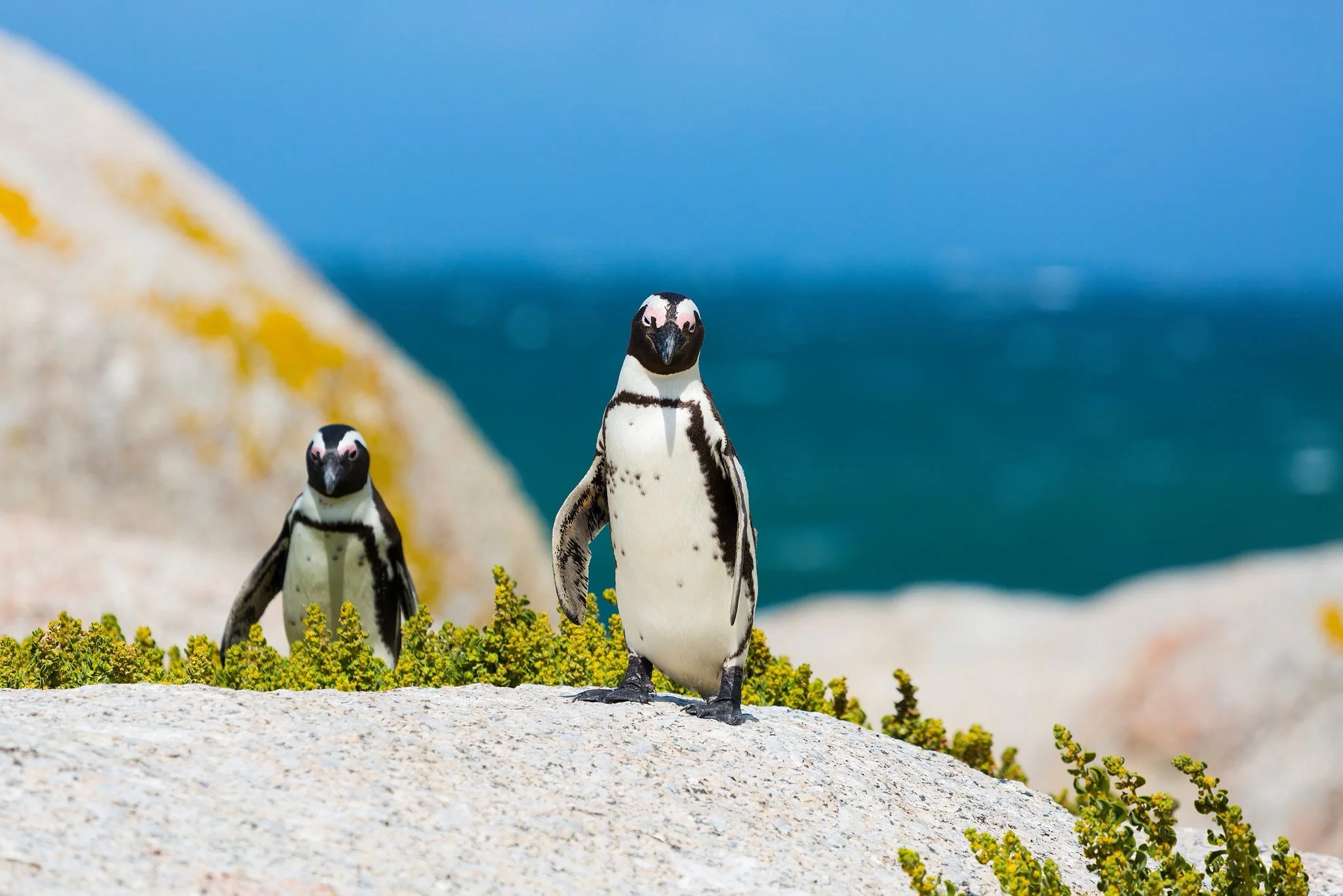 Two African penguins standing on rocks with green vegetation, with the ocean and blue sky in the background.