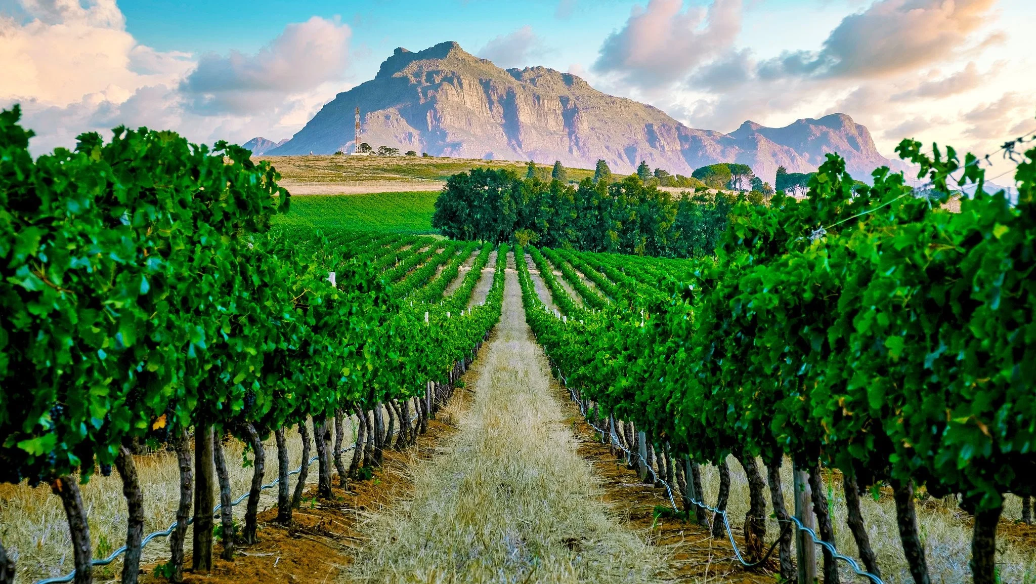 A lush vineyard with rows of grapevines leading towards a mountain in the background under a partly cloudy sky.
