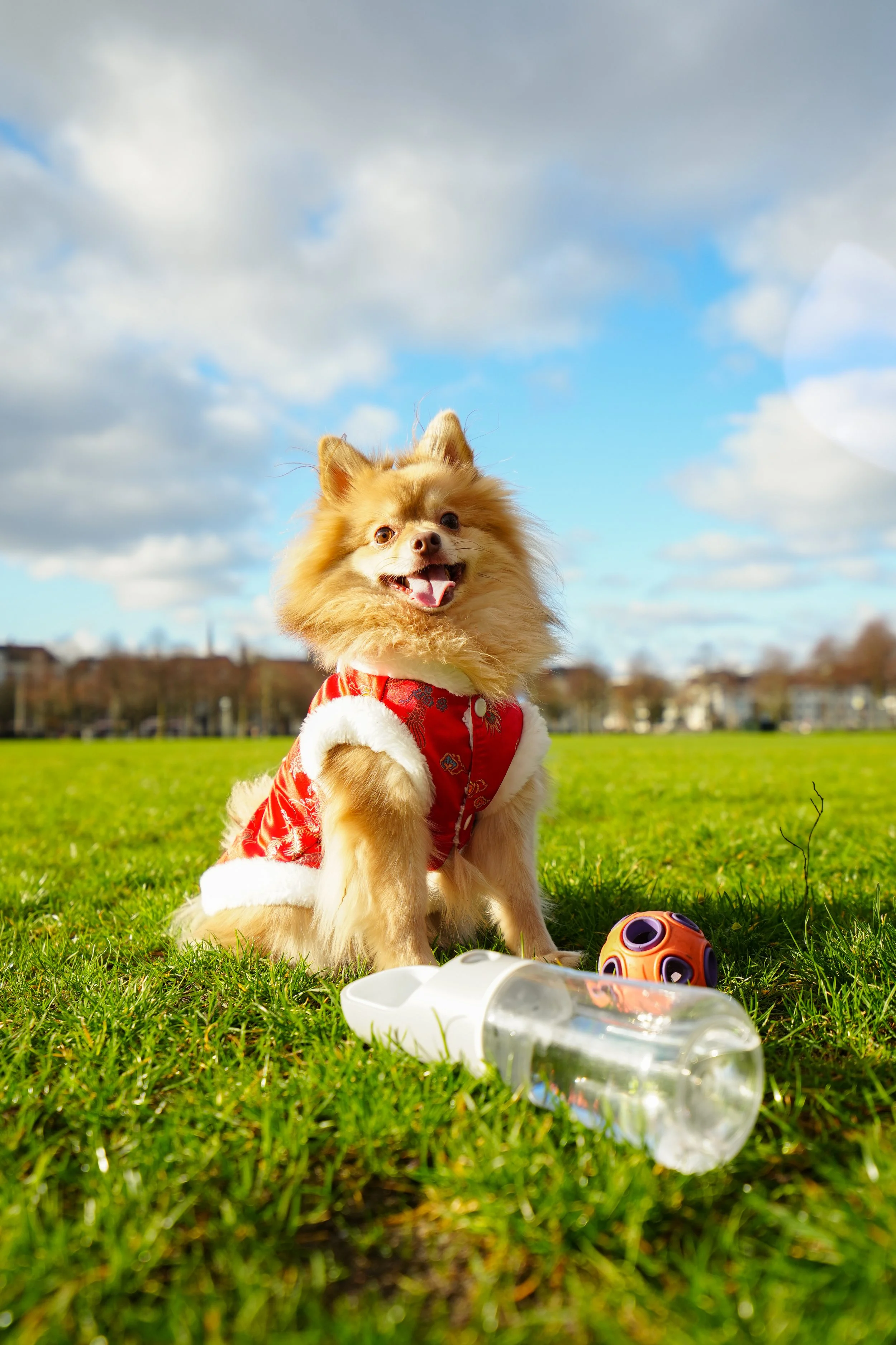 Dog and ball and bottle.jpg