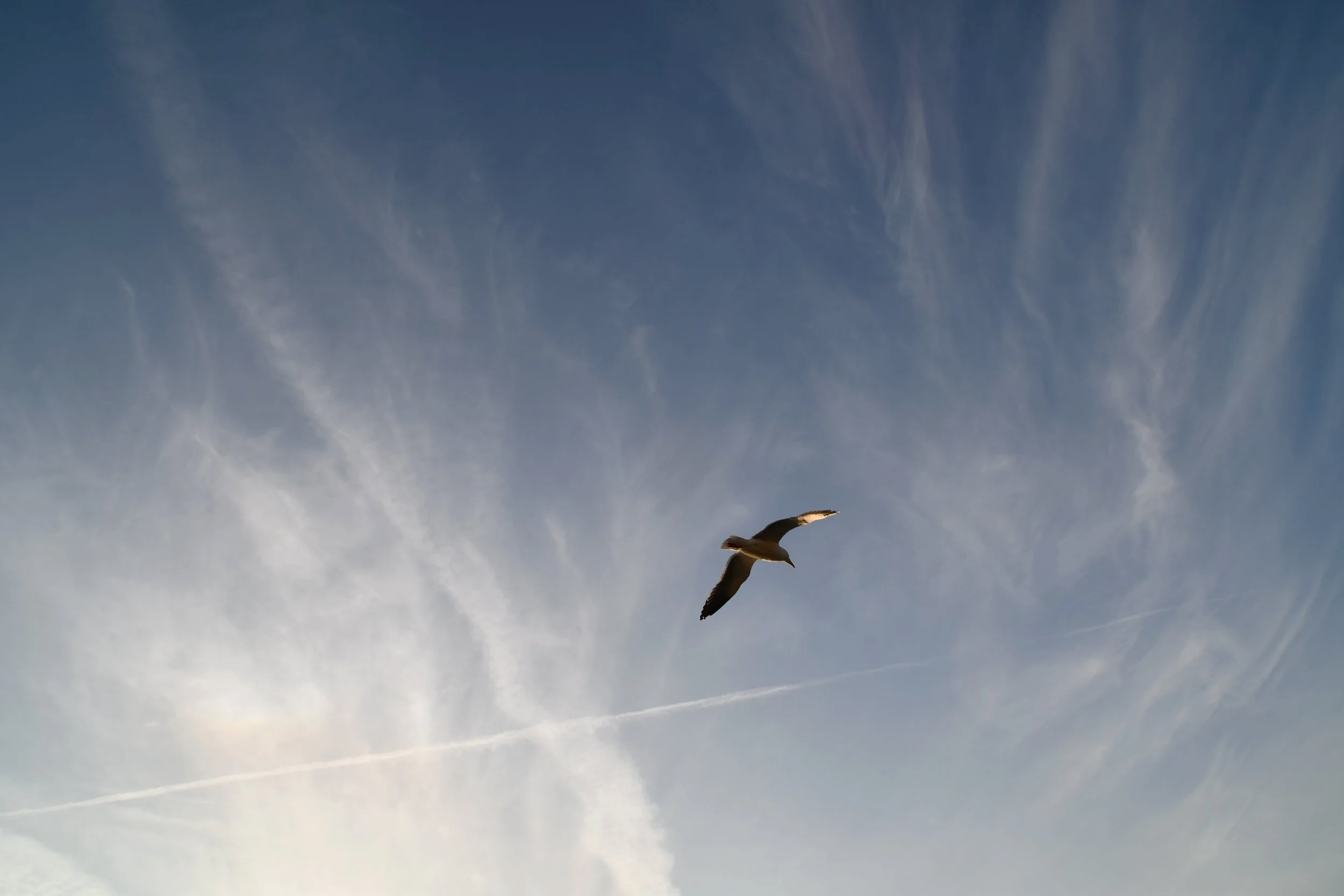 Ein Vogel fliegt in den Himmel mit blauen Himmel und Wolken im Hintergrund.