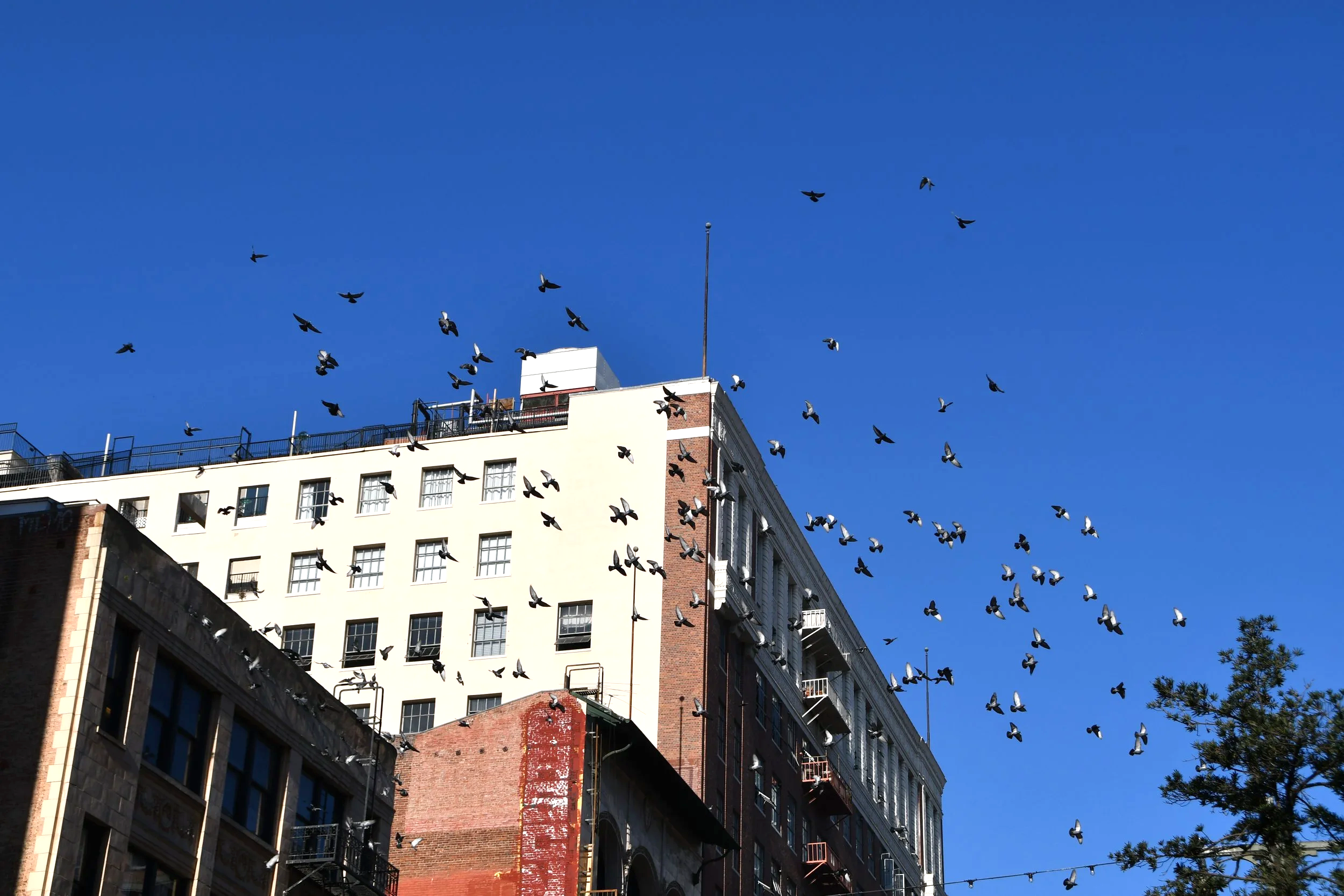 Vogel fliegen vor einem mehrstöckigen Gebäude unter einem klaren blauen Himmel.