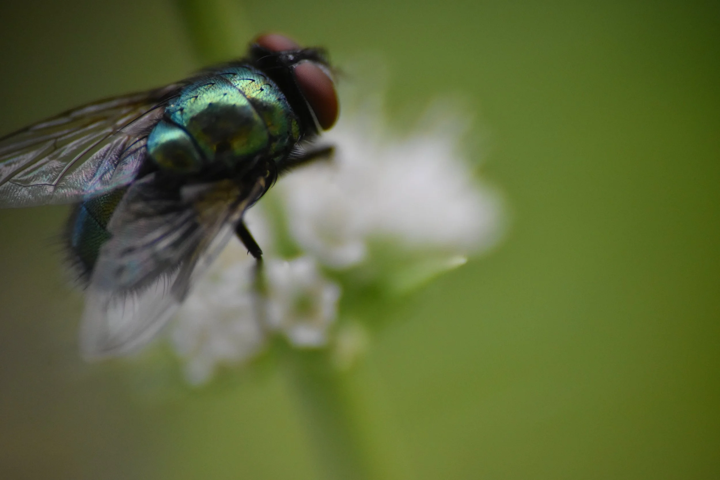 Nahaufnahme einer Fliege auf einer weißen Blüte vor grünem Hintergrund.