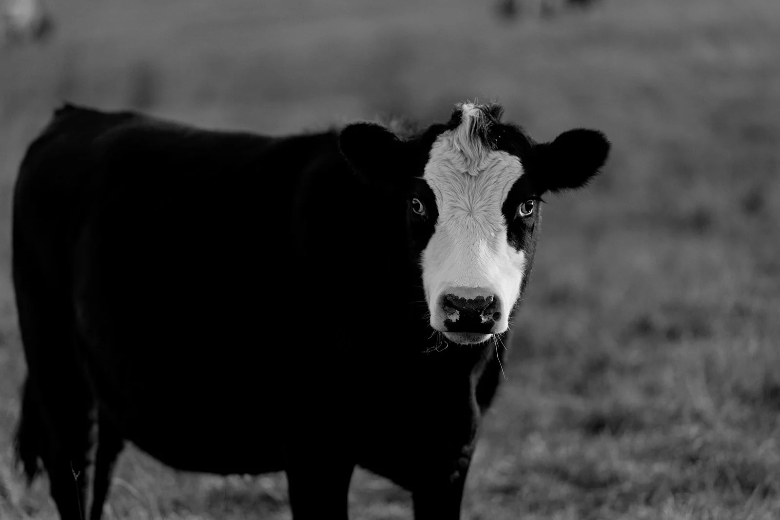 B&W Cow in Paddock
